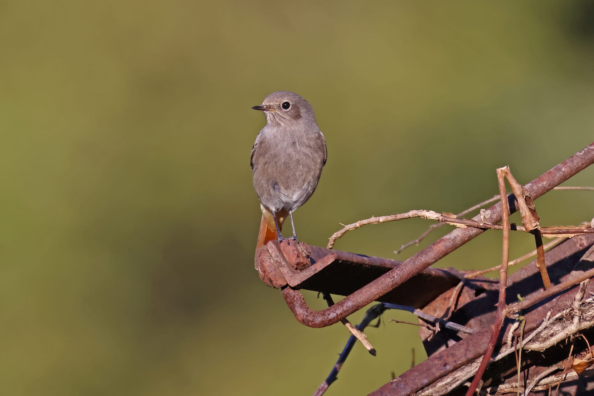 Black Redstart