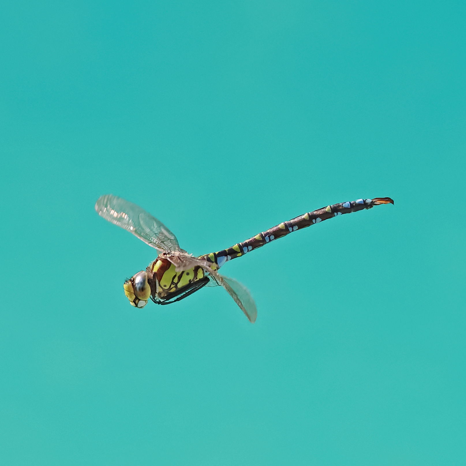 Southern Hawker