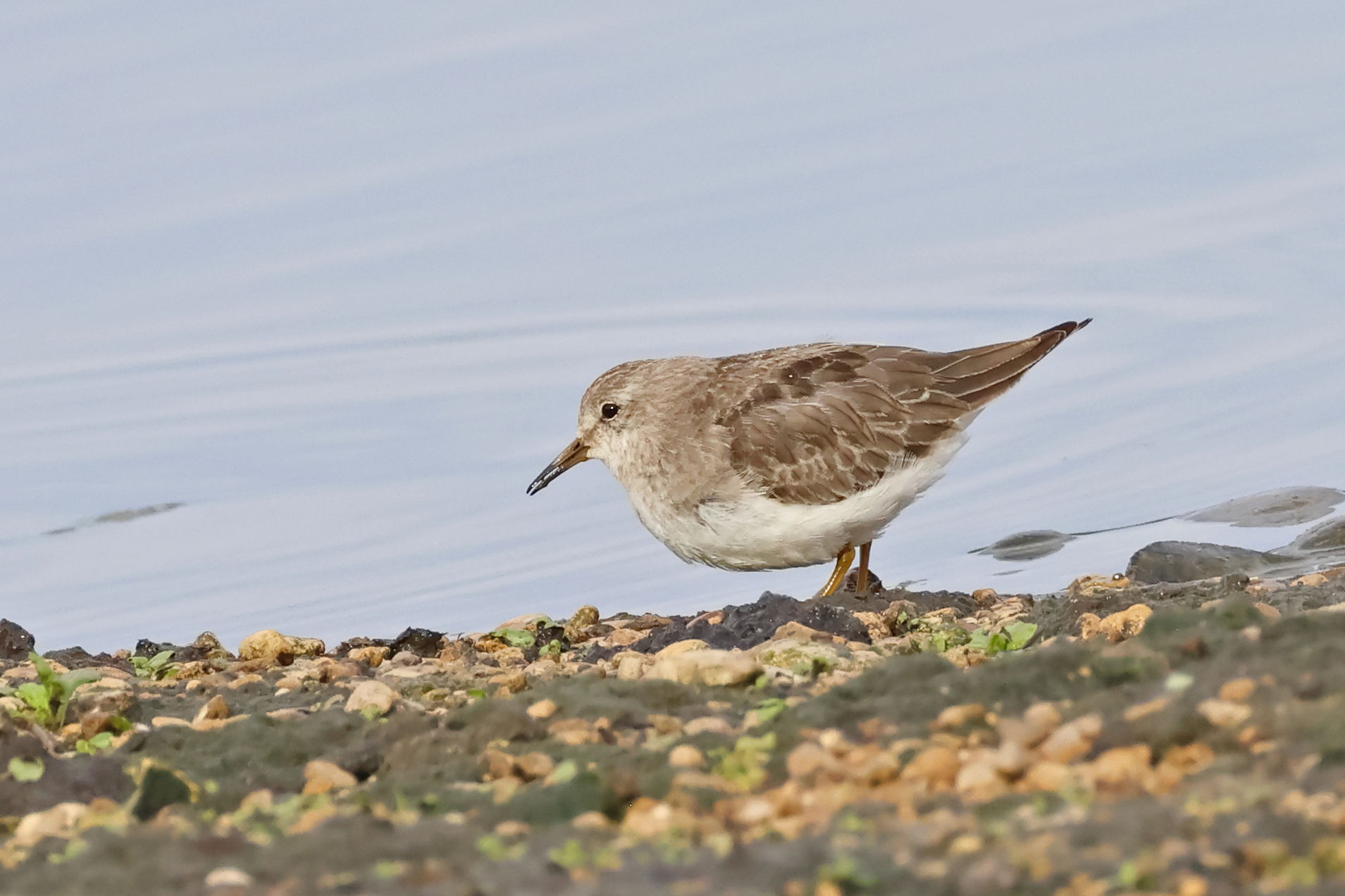 Temmink's Stint