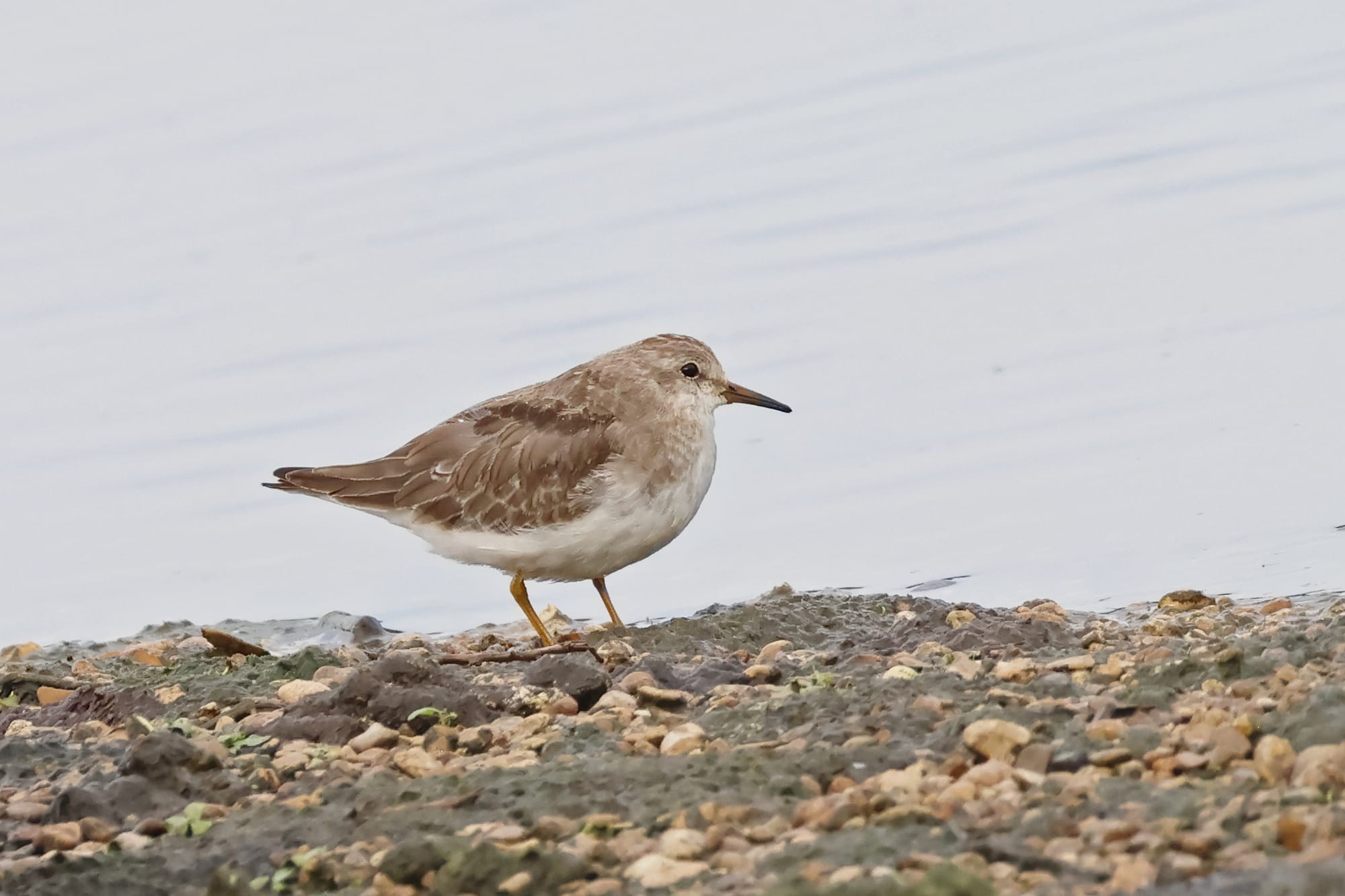 Temmink's Stint