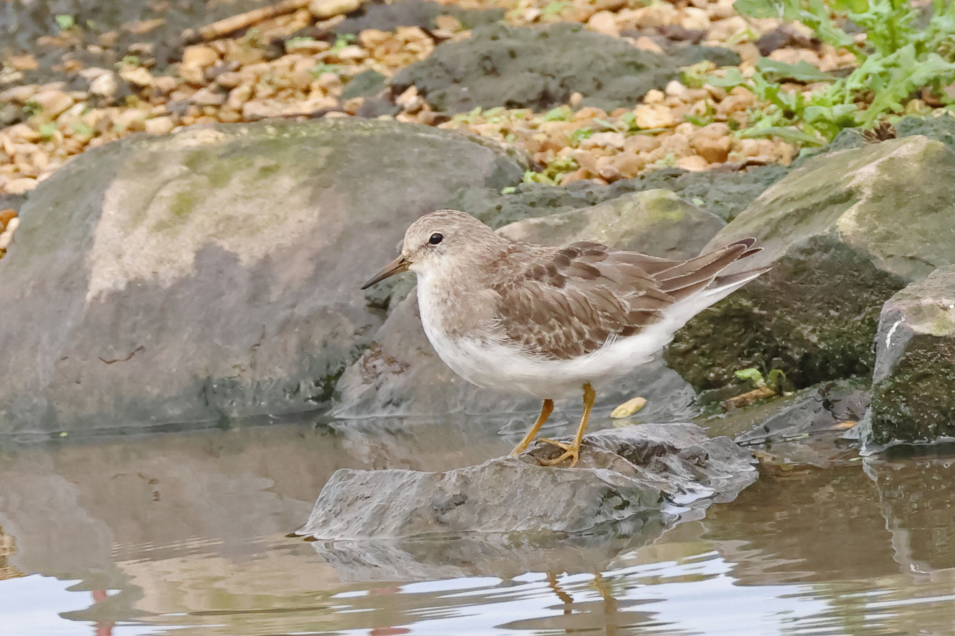 Temmink's Stint