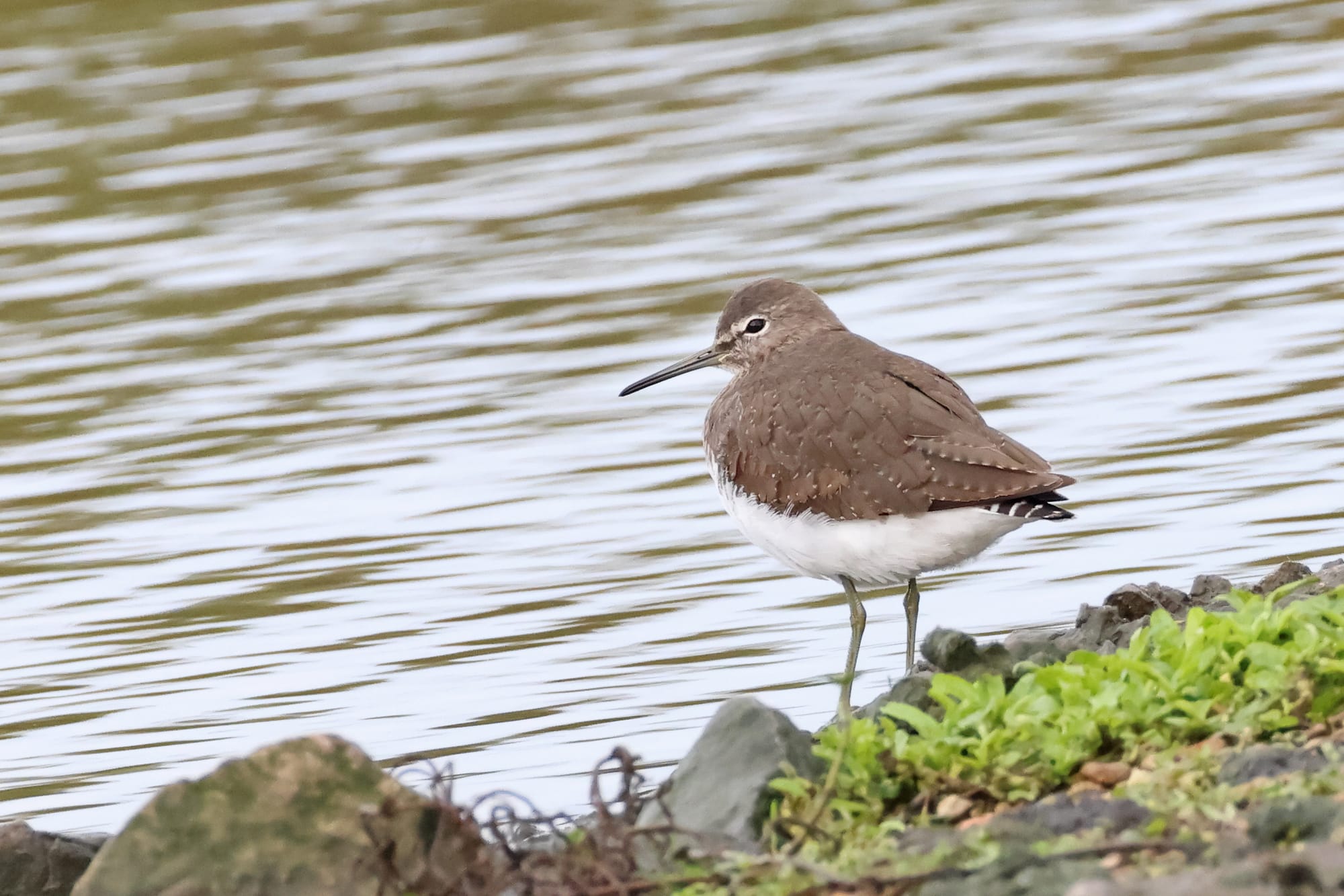 Green Sandpiper