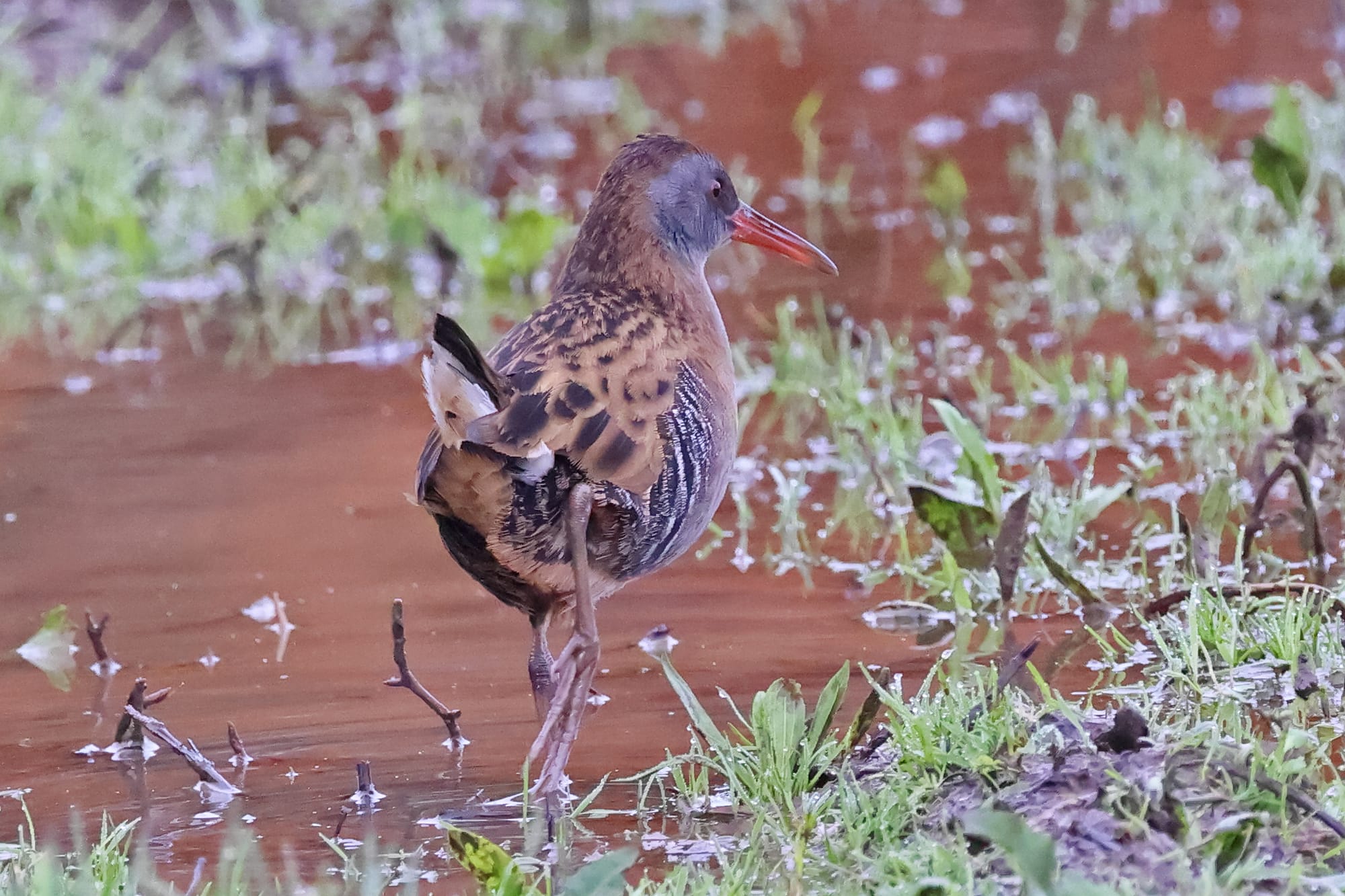 Water Rail