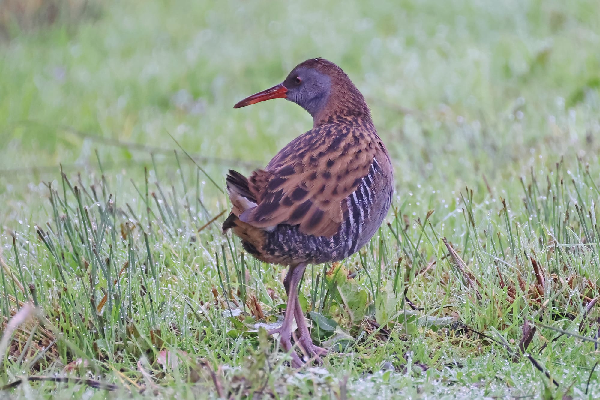 Water Rail
