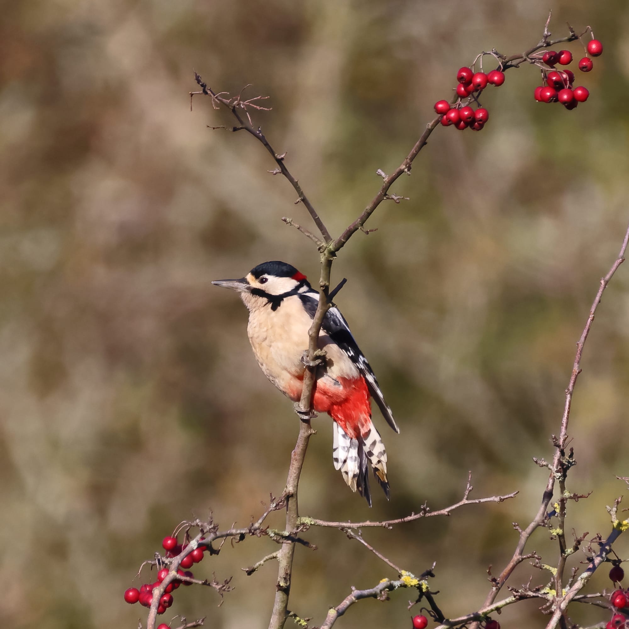 Great Spotted Woodpecker
