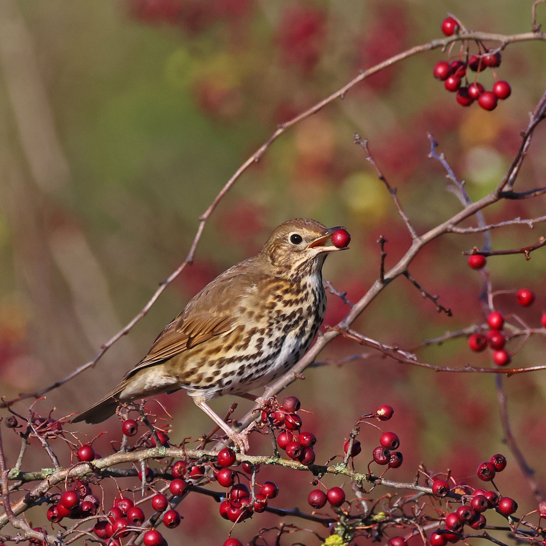 Song Thrush
