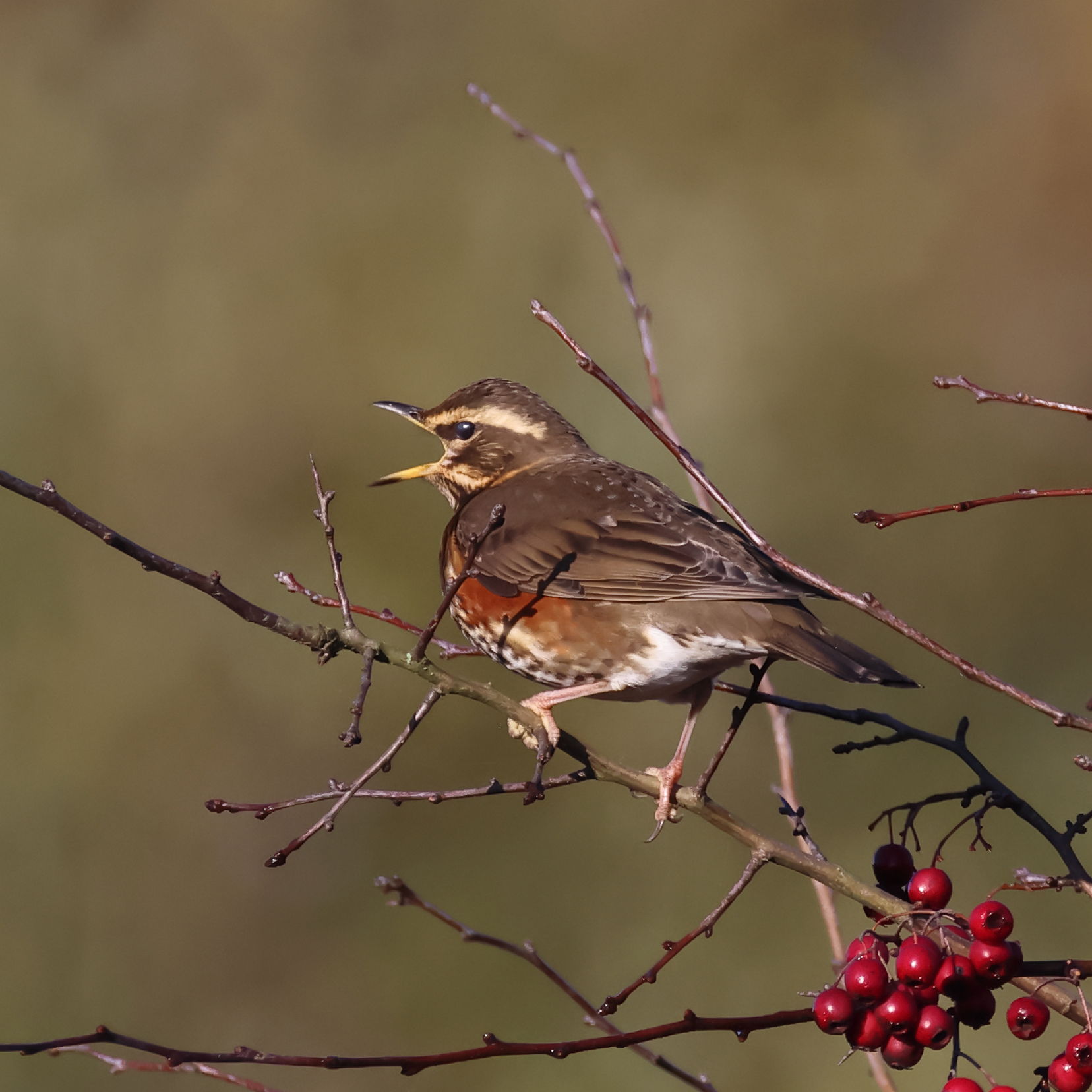 Redwing