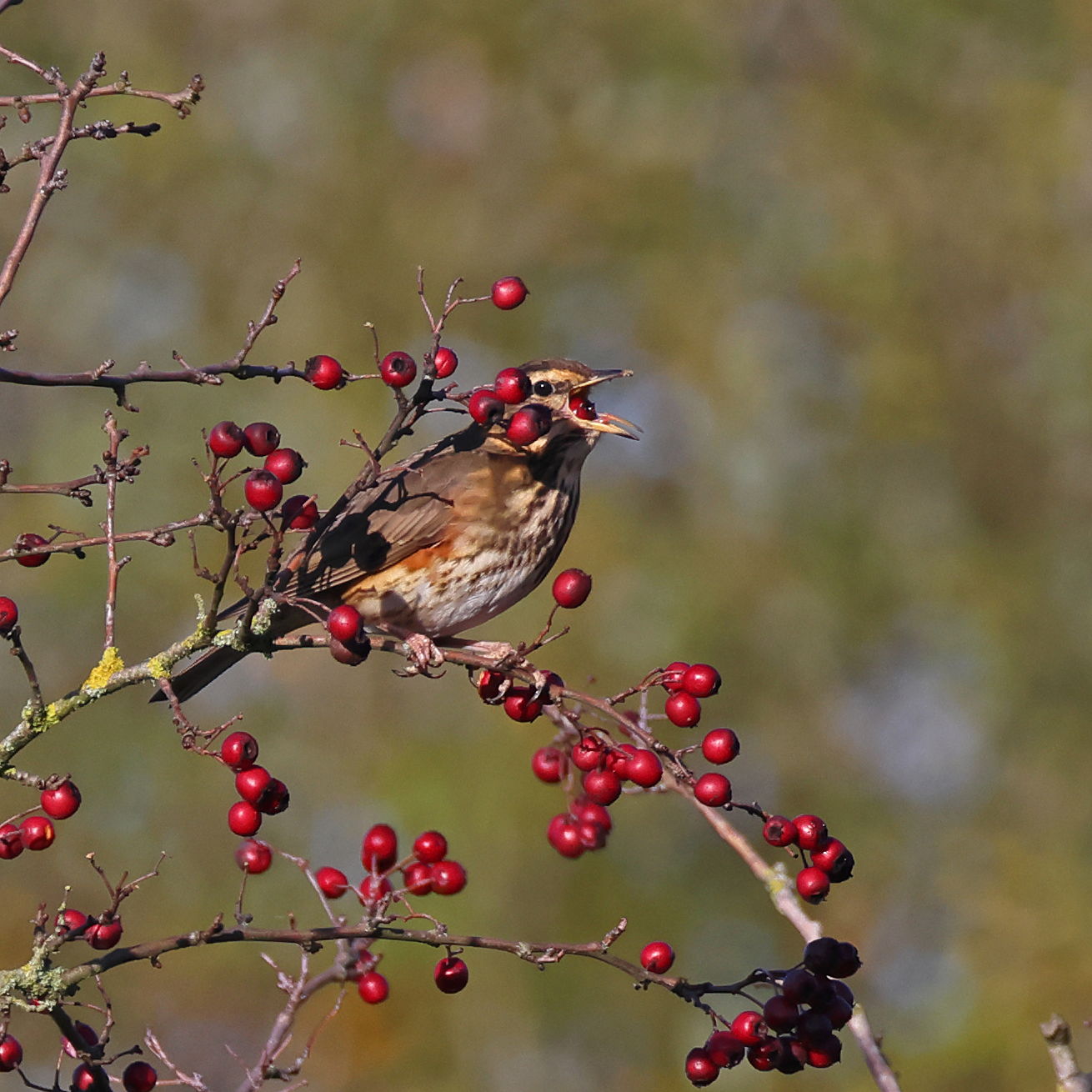 Redwing