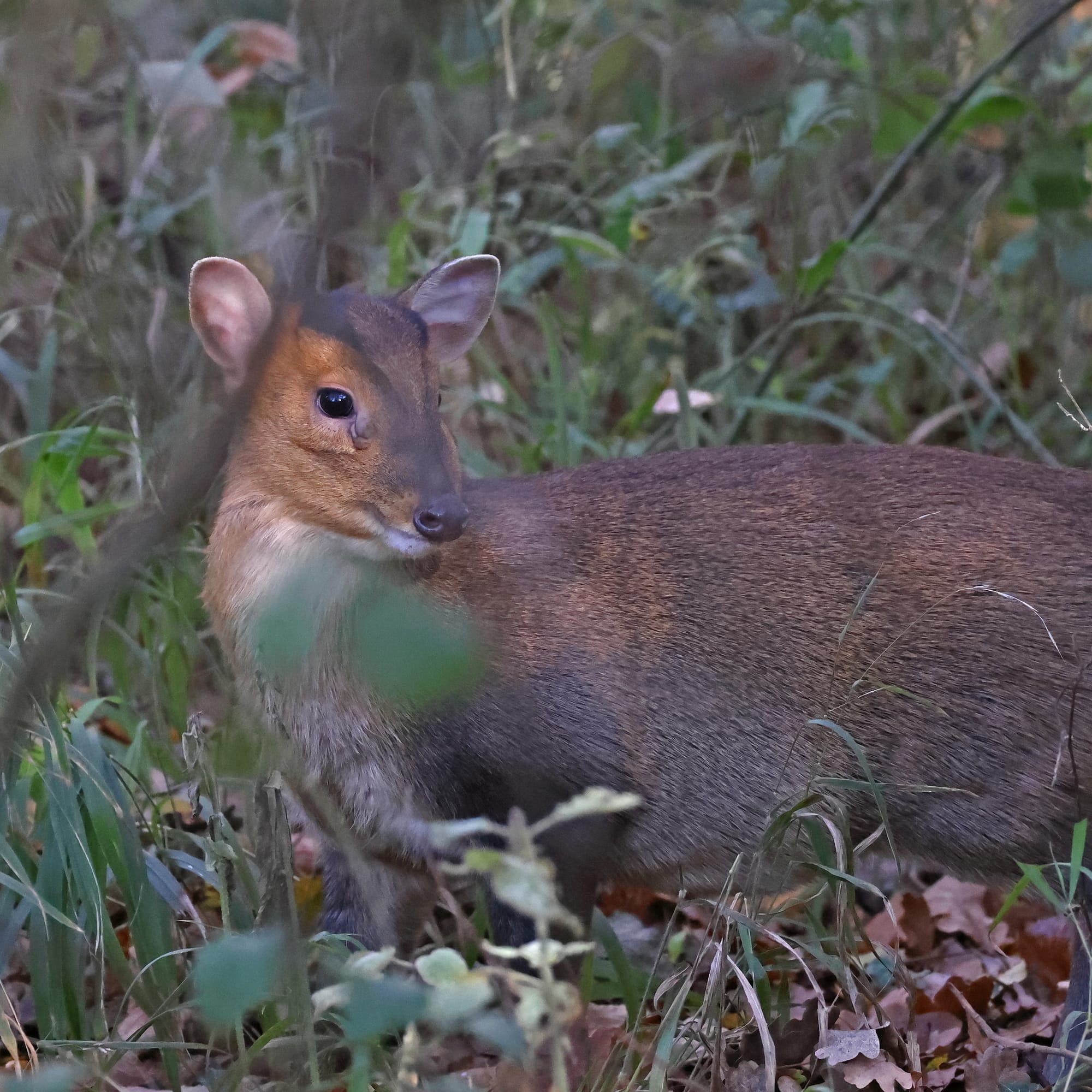 Muntjac Deer