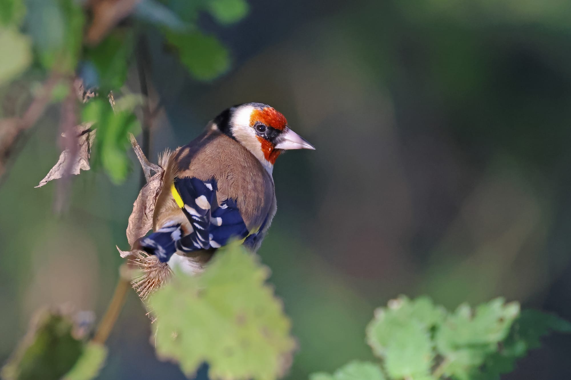 Goldfinch