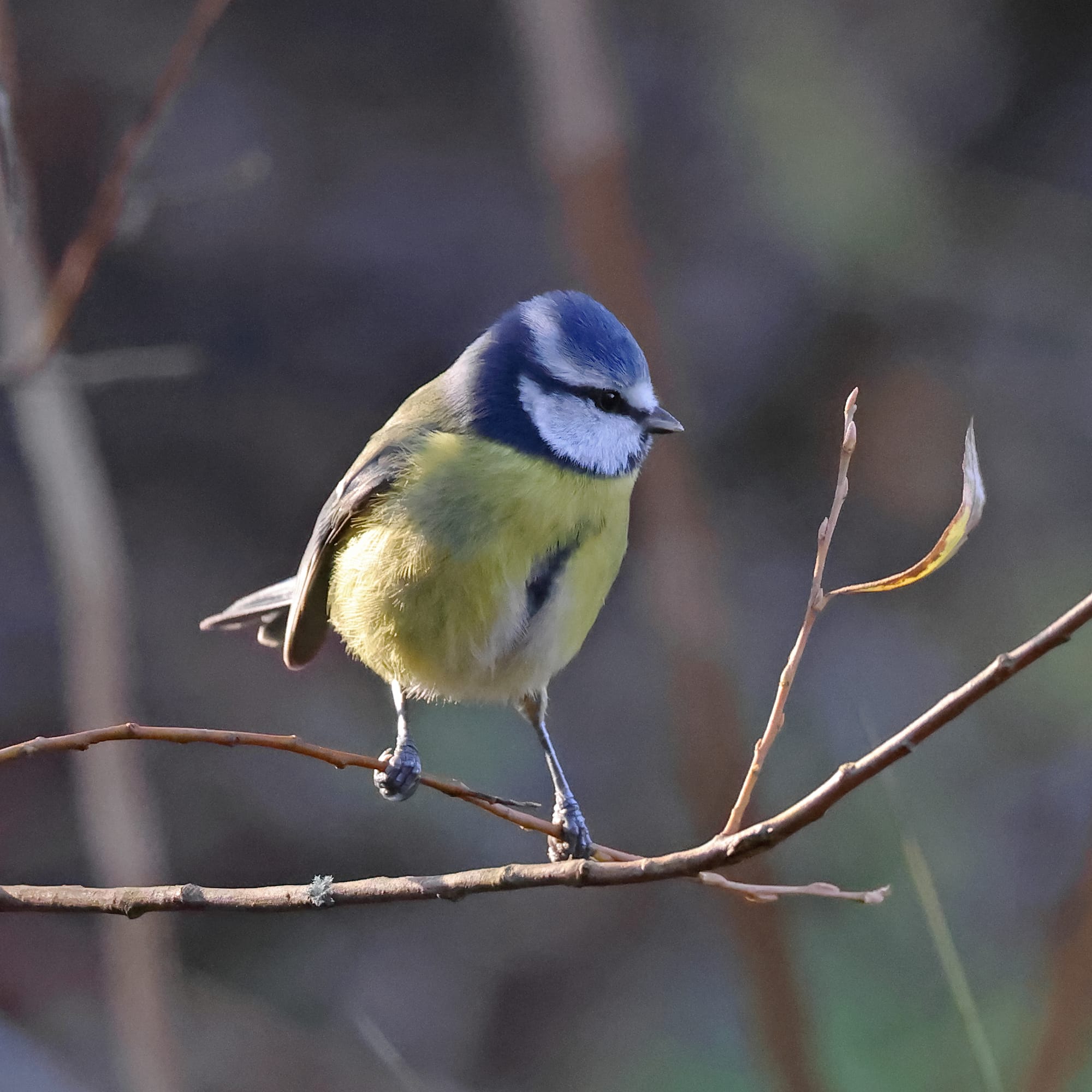 Blue Tit