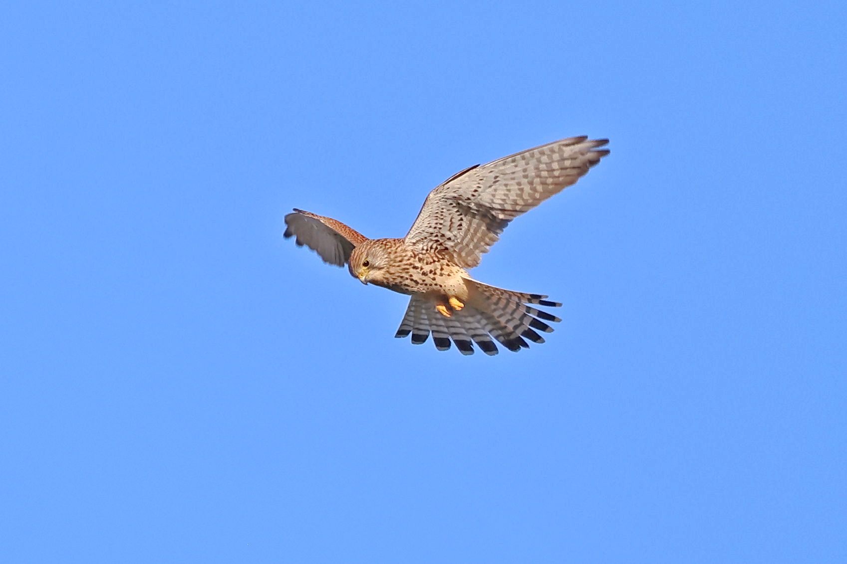 Kestrel