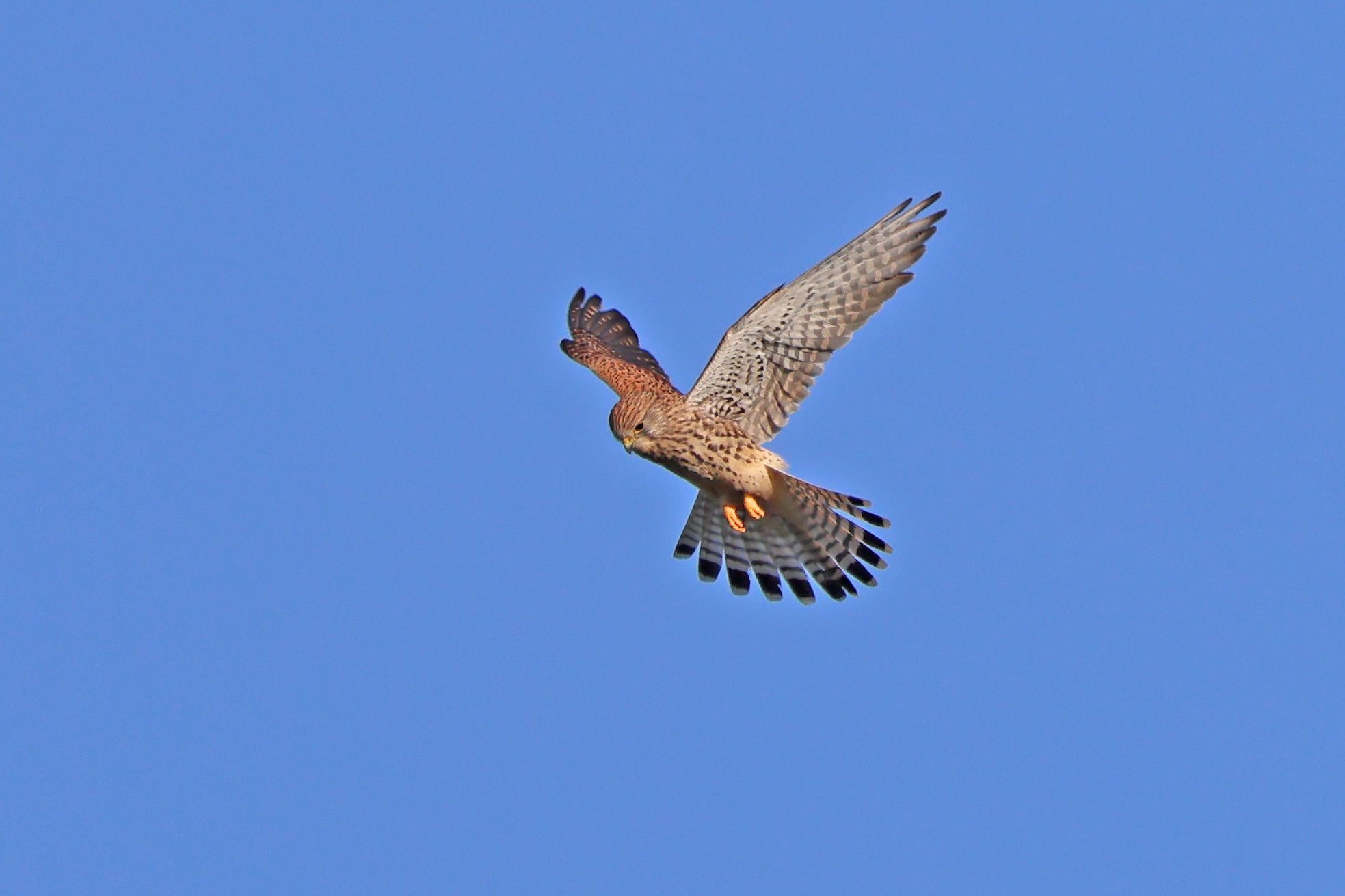 Kestrel