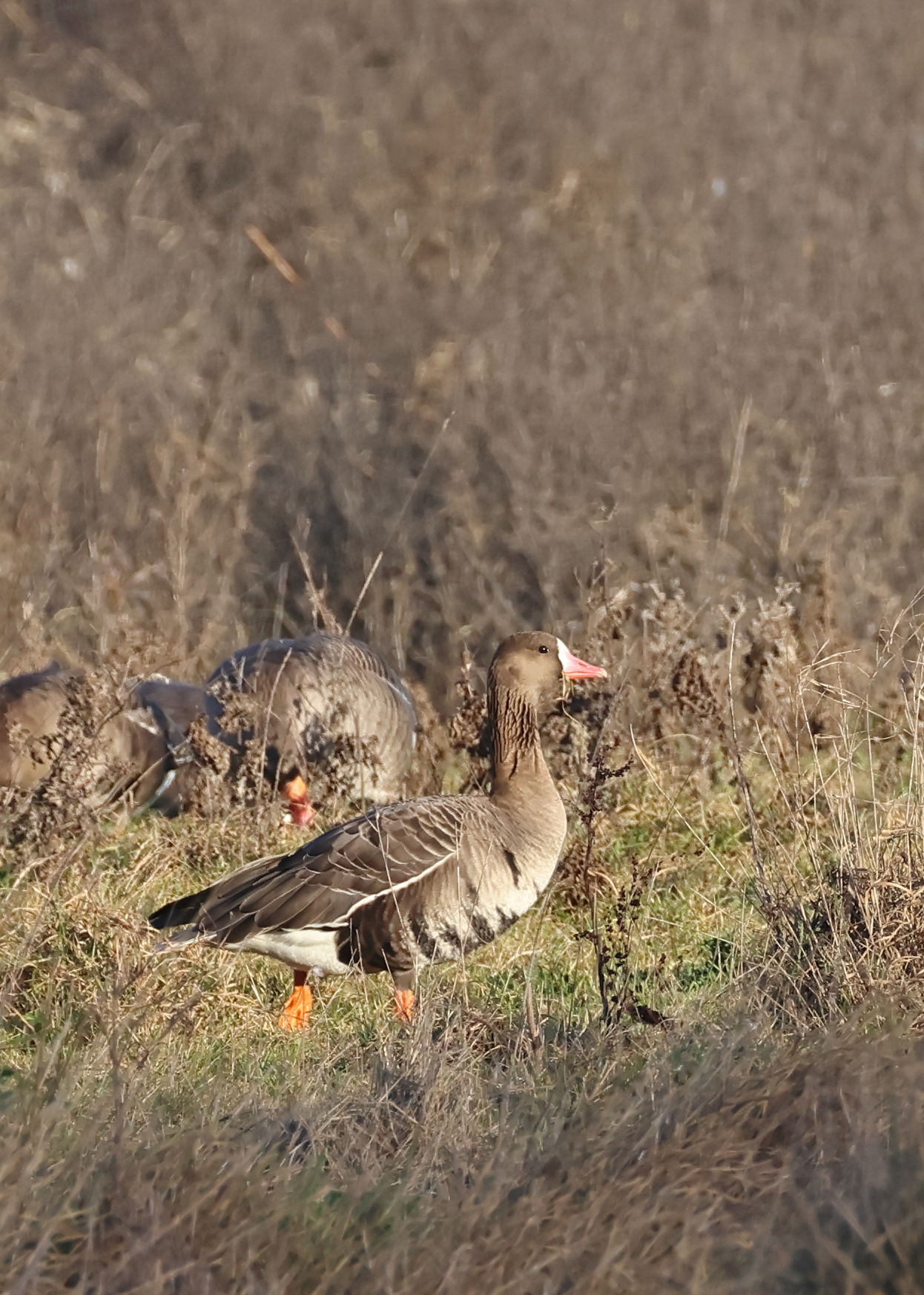 Russian White-fronted Goose