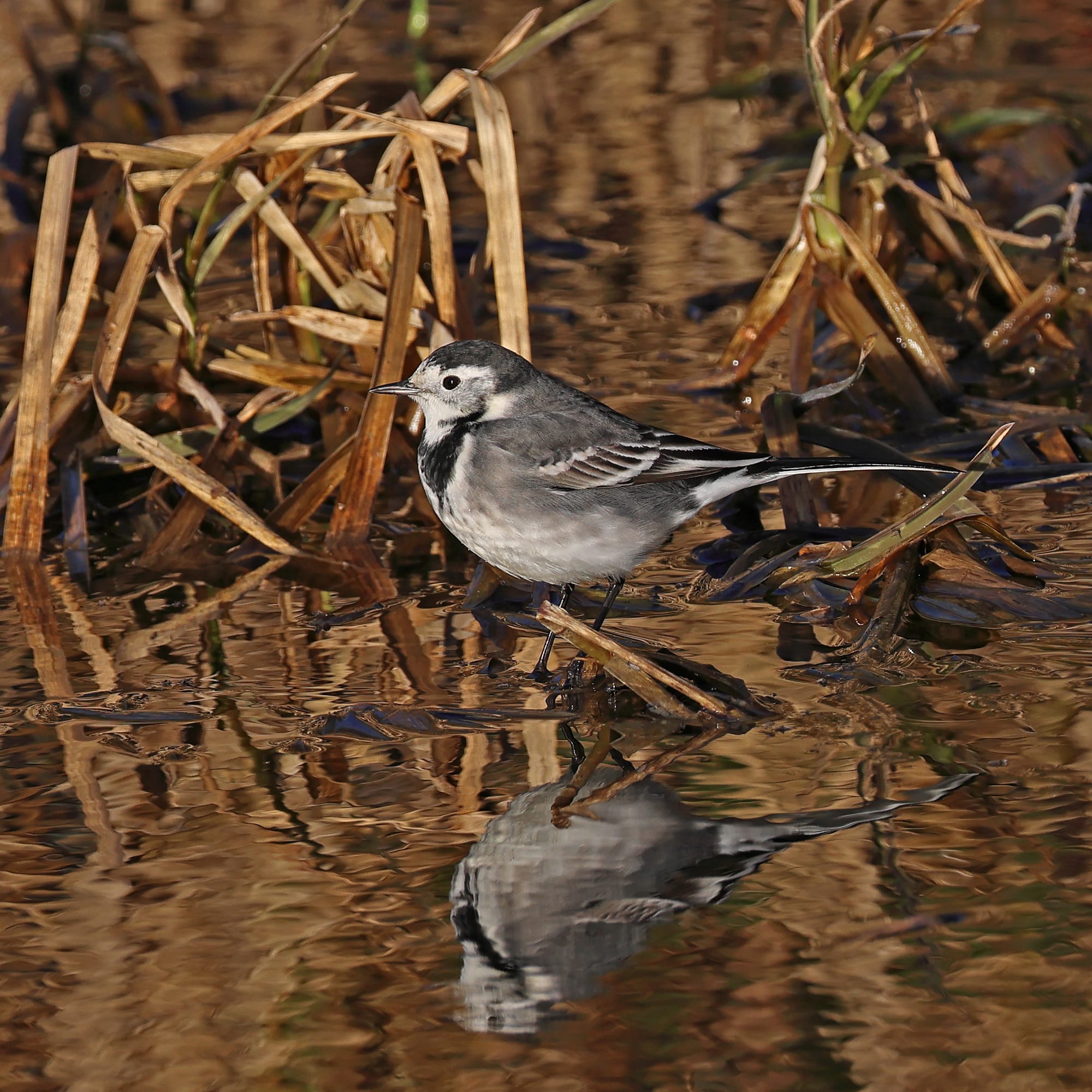Pied Wagtail