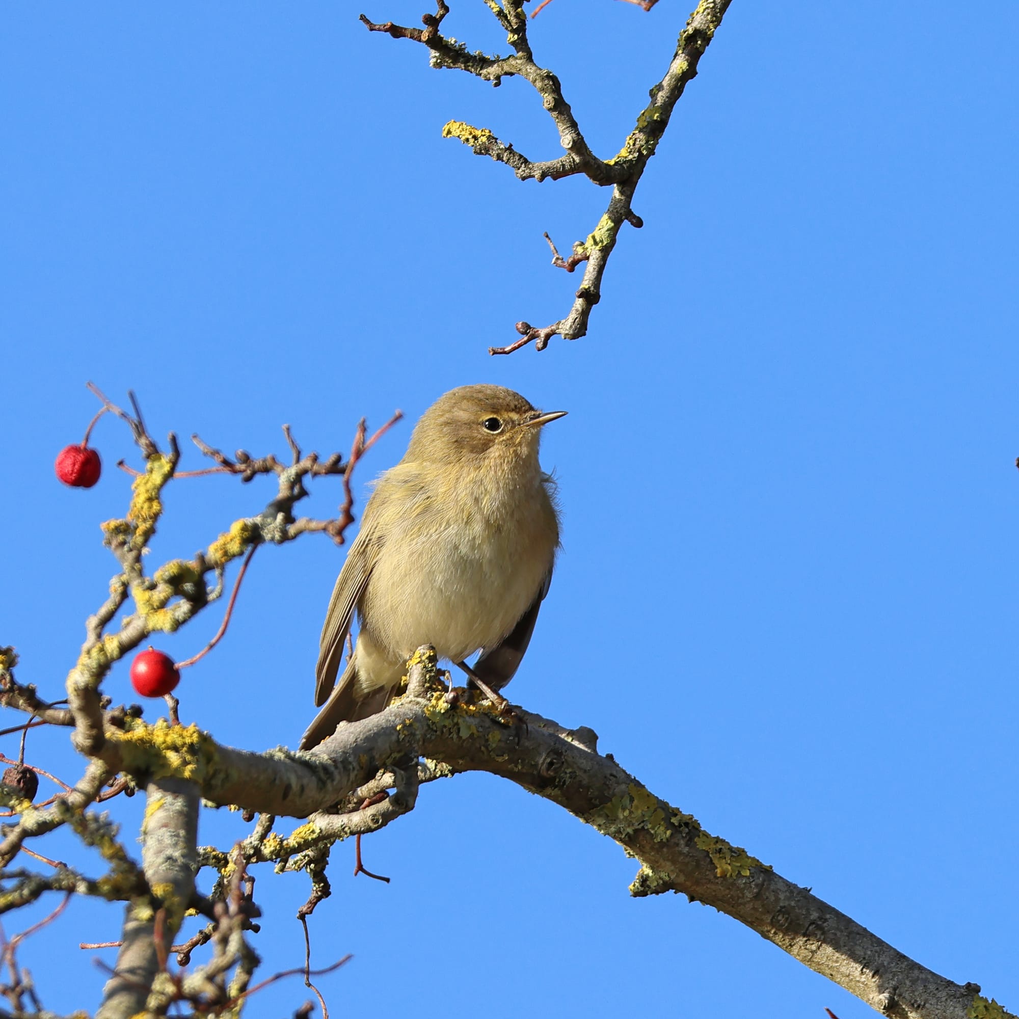 Chiffchaff