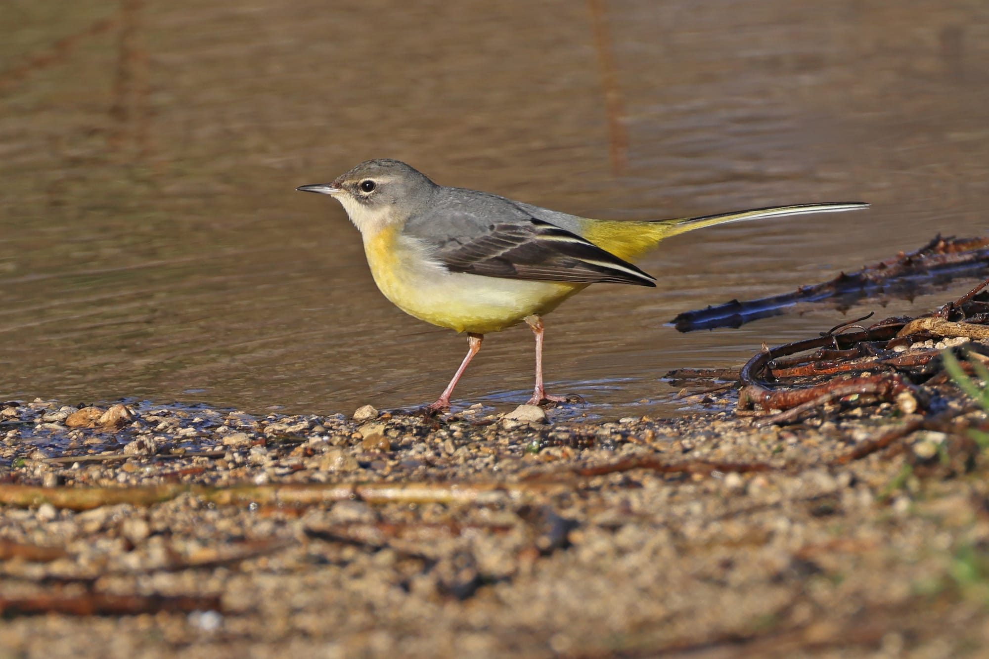 Grey Wagtail
