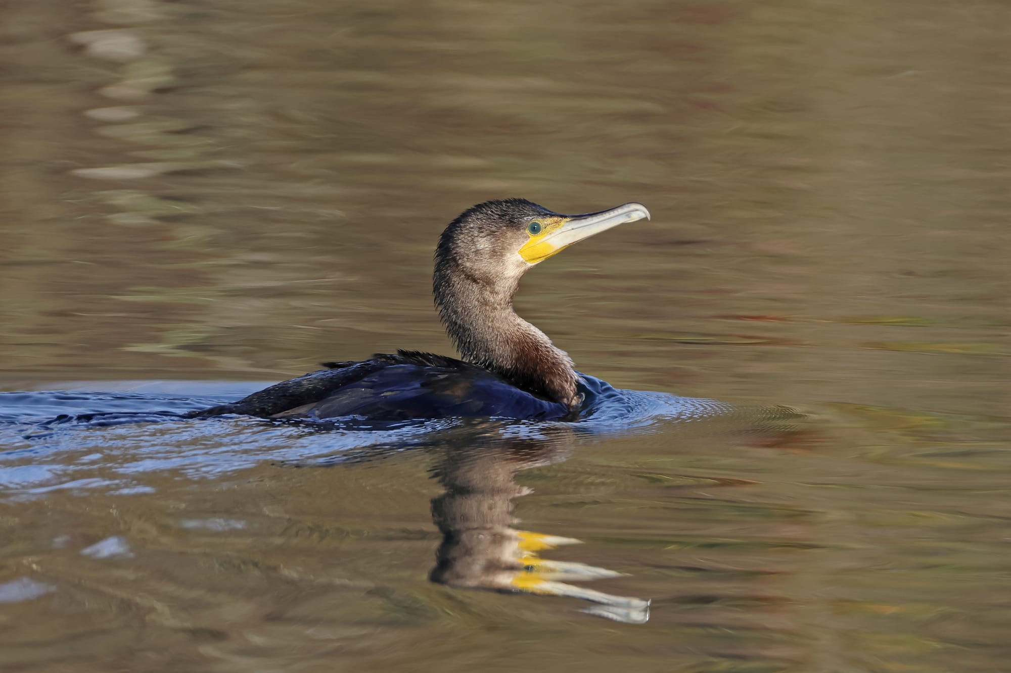 Cormorant