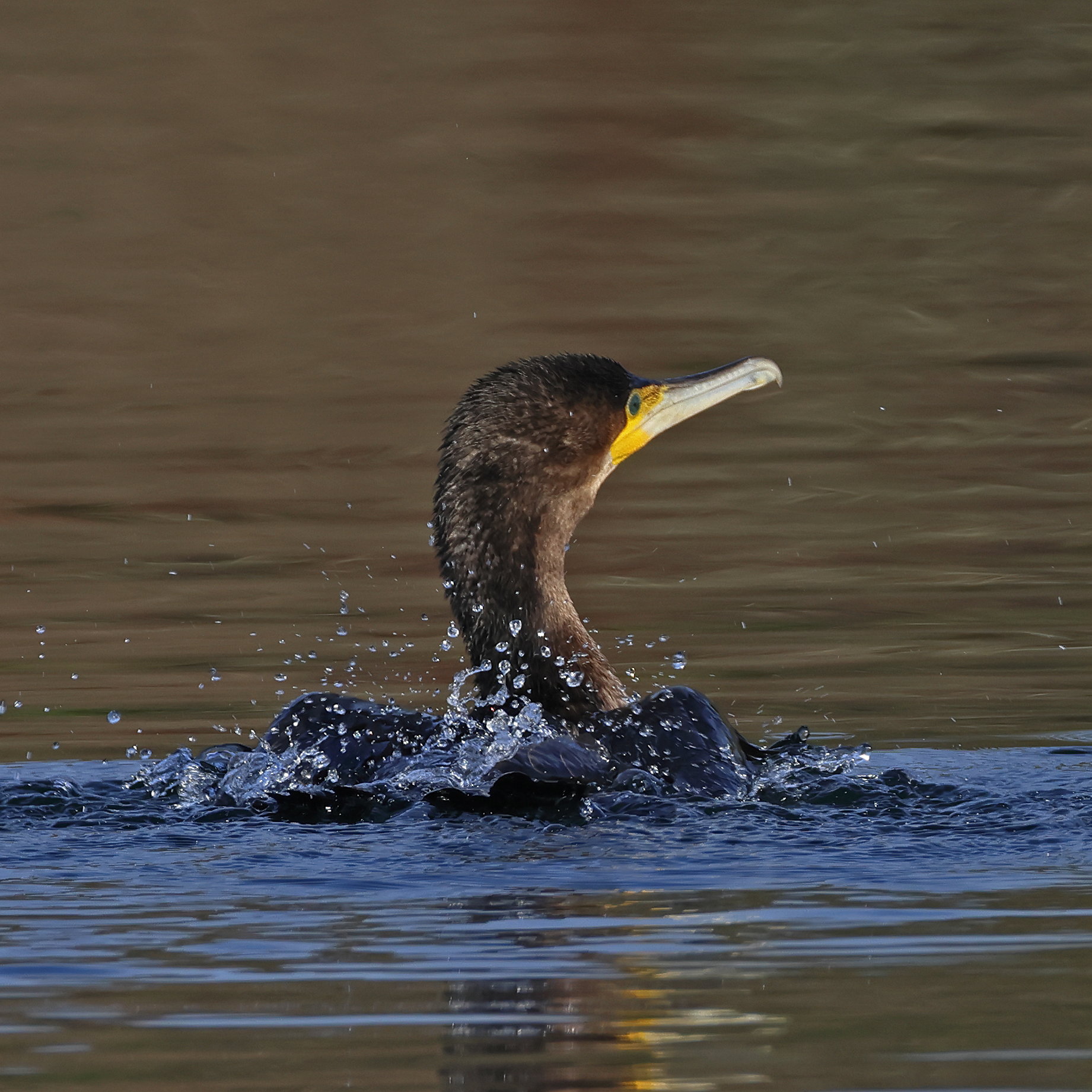 Cormorant
