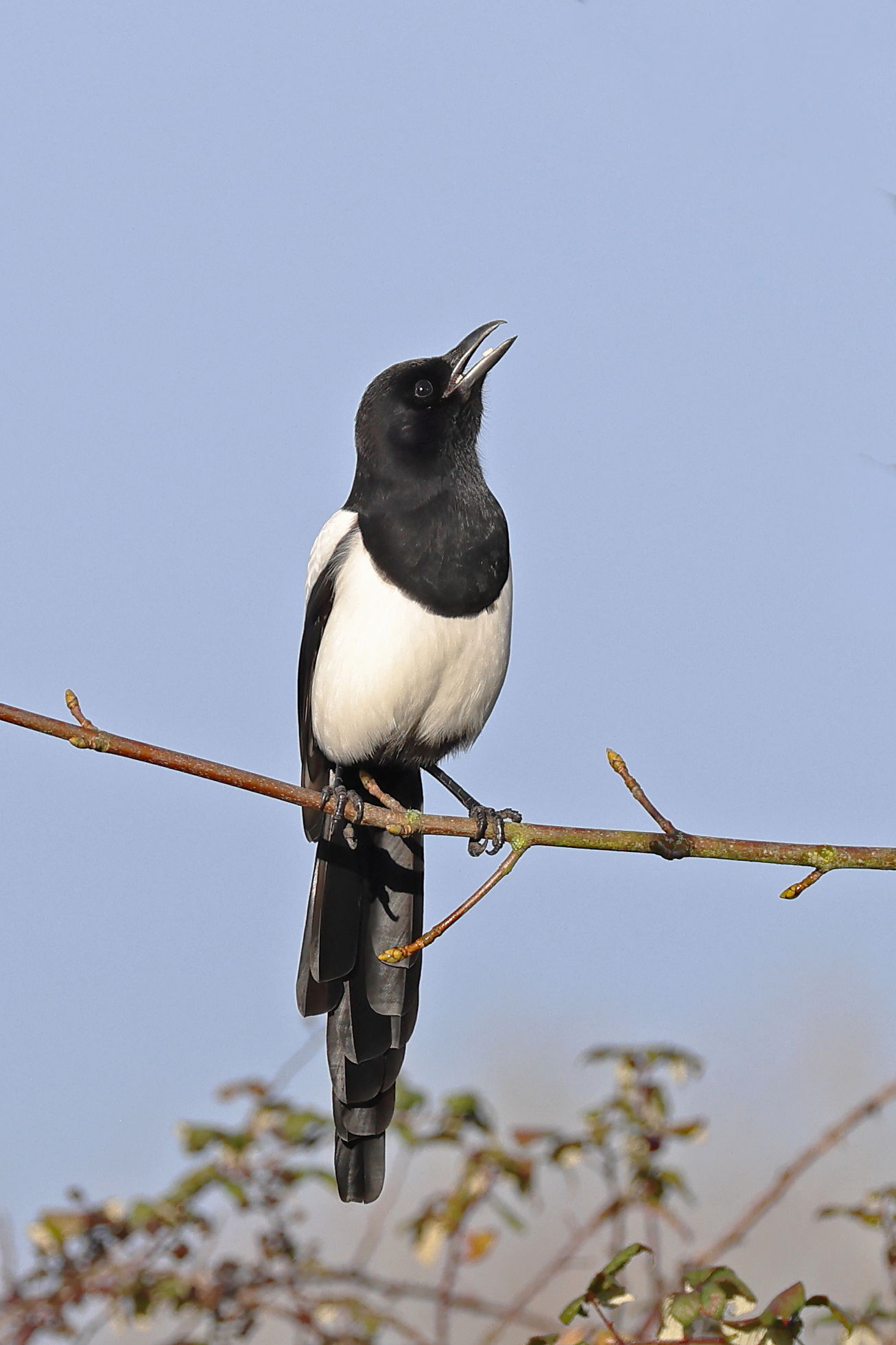 Magpie