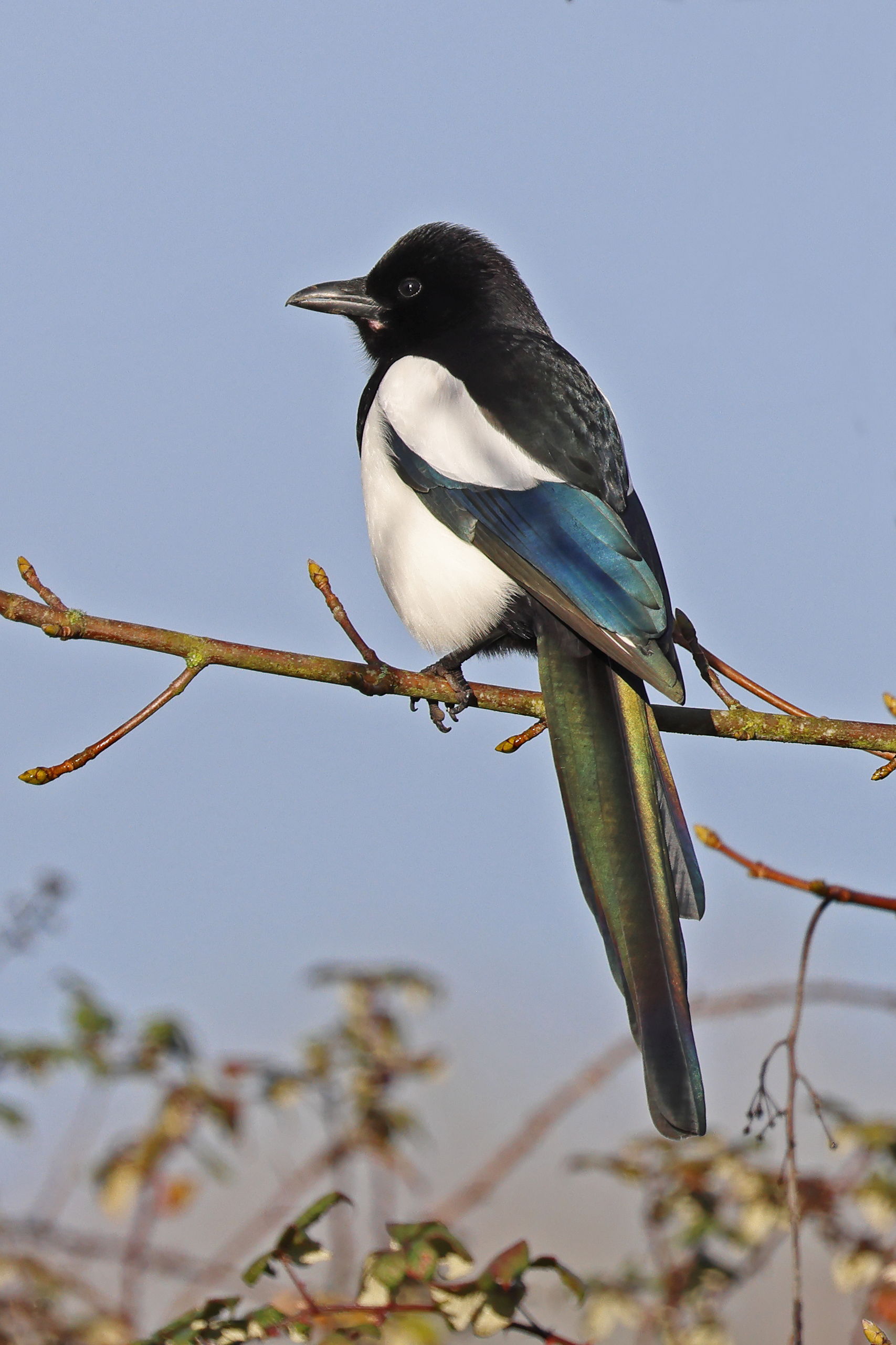 Magpie