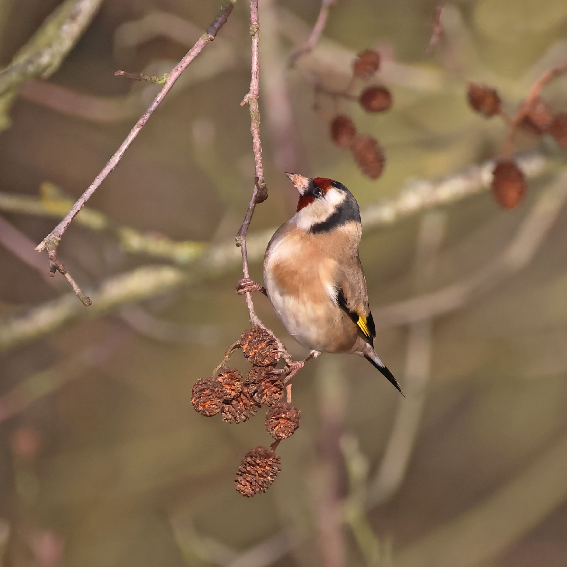 Goldfinch