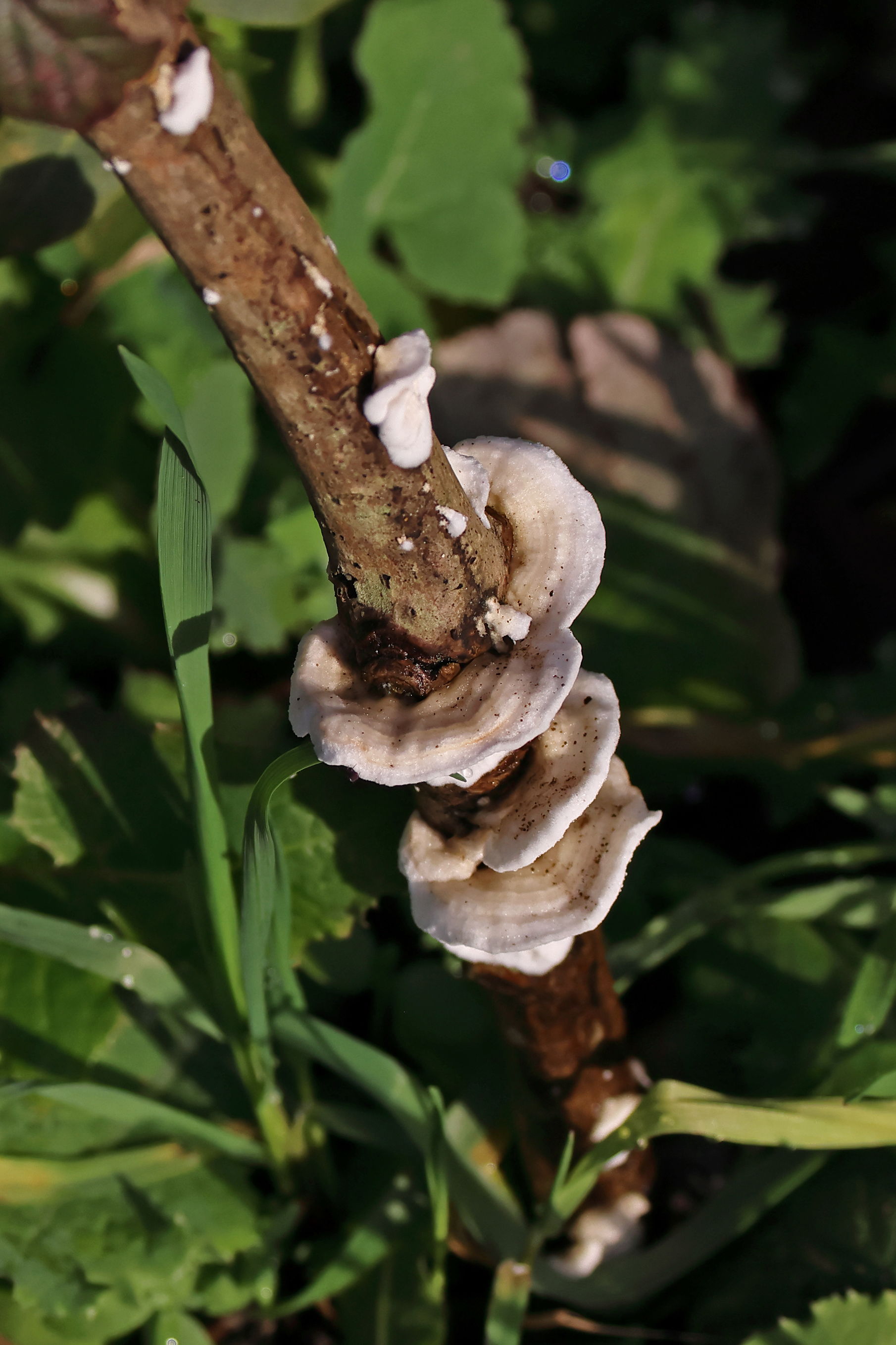 Hairy Curtain Crust fungus