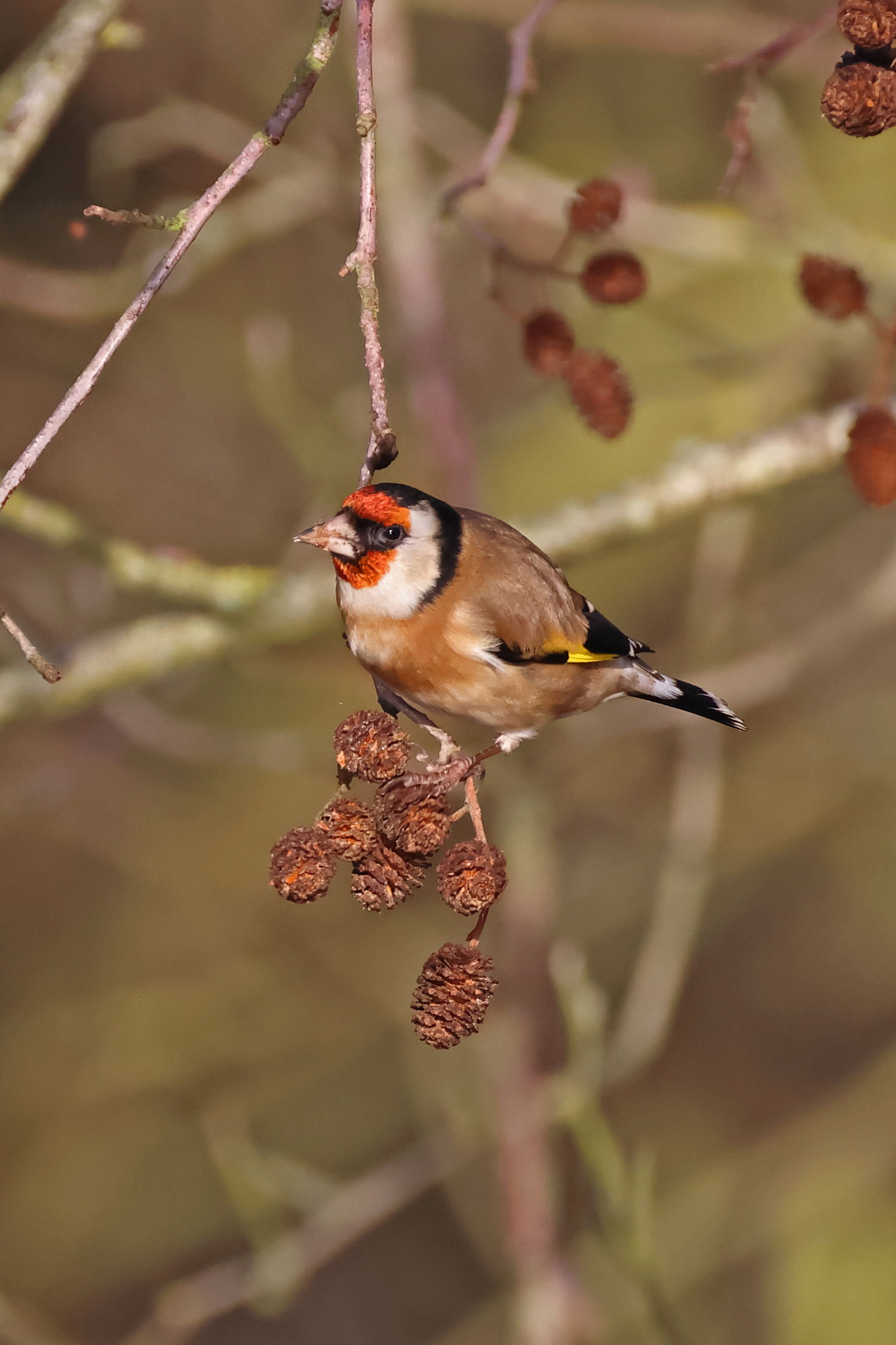 Goldfinch