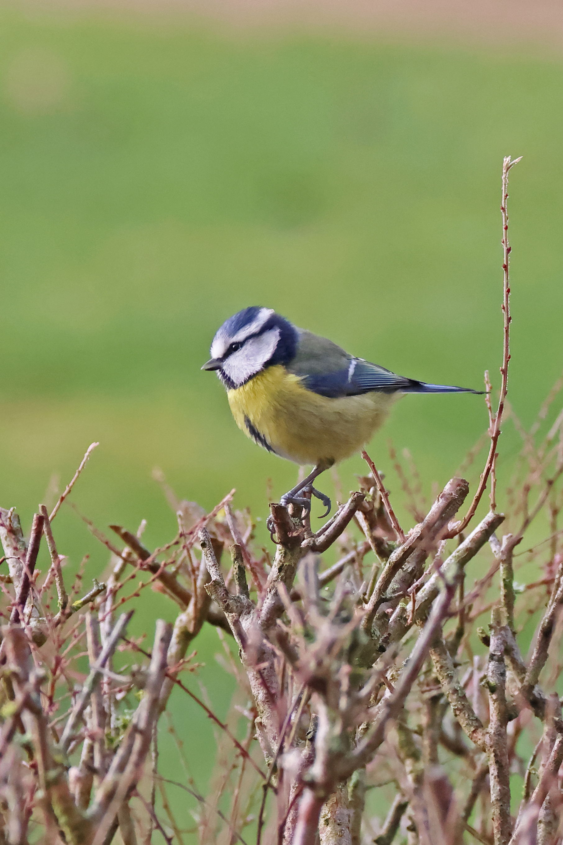 Blue Tit