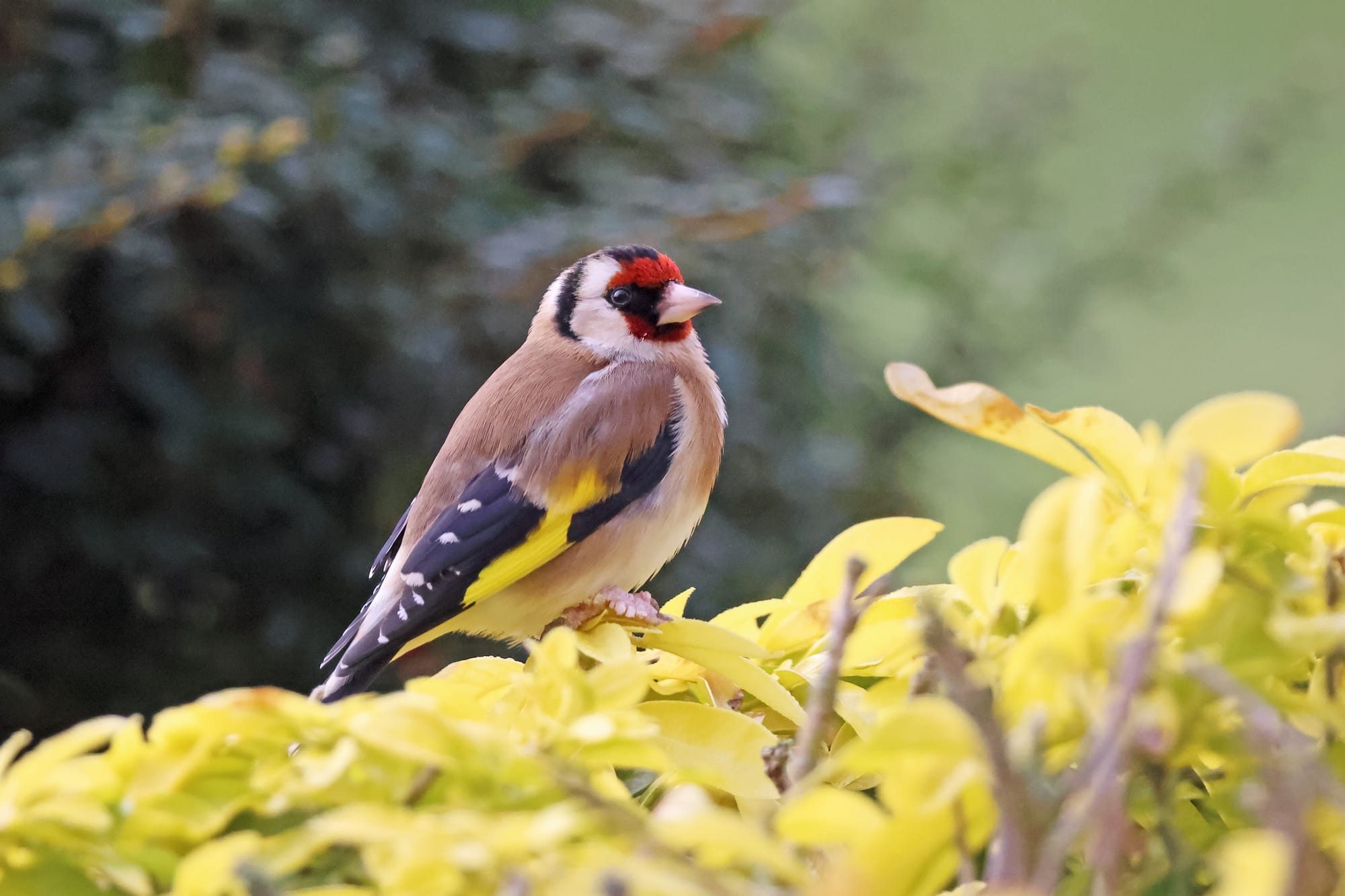 Goldfinch