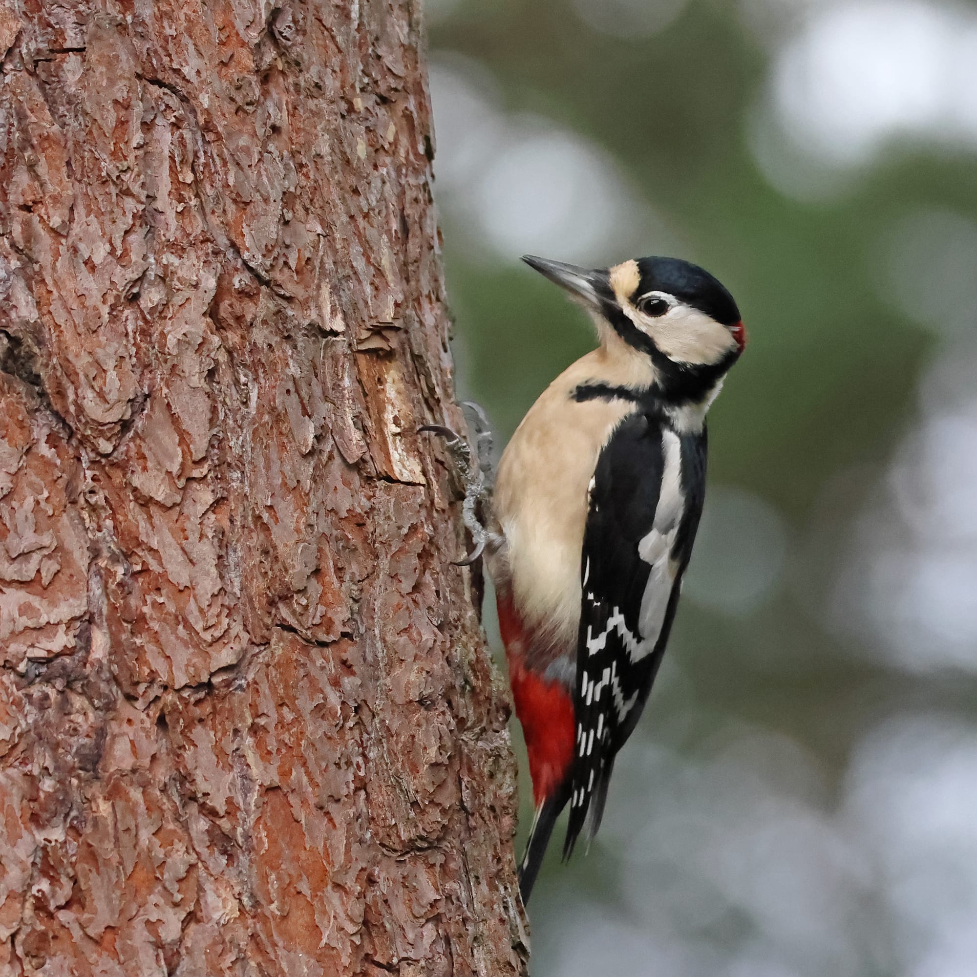 Great Spotted Woodpecker