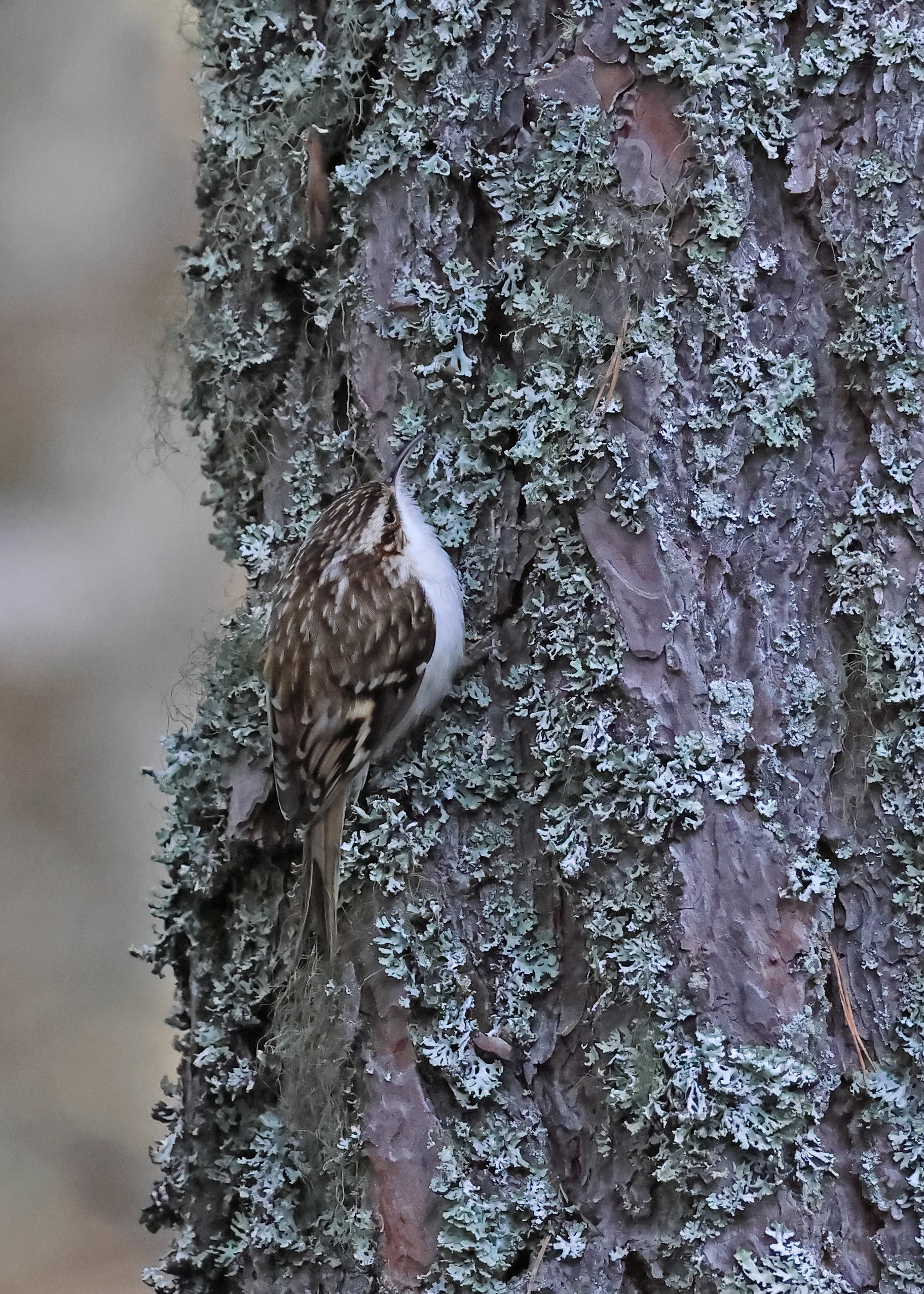 Tree Creeper