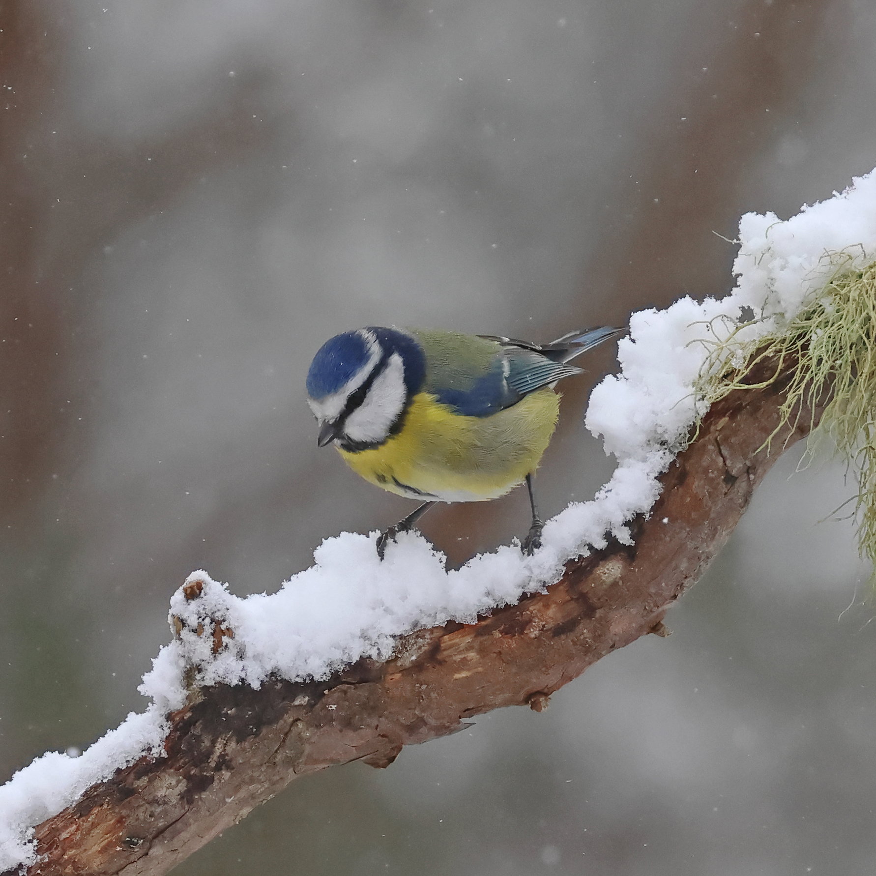 Blue Tit
