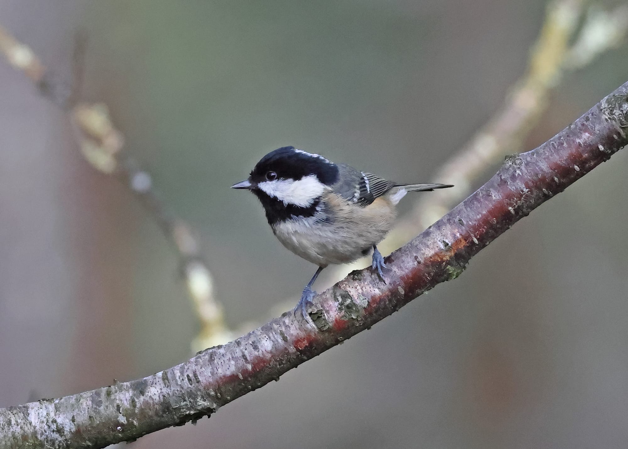 Coal Tit