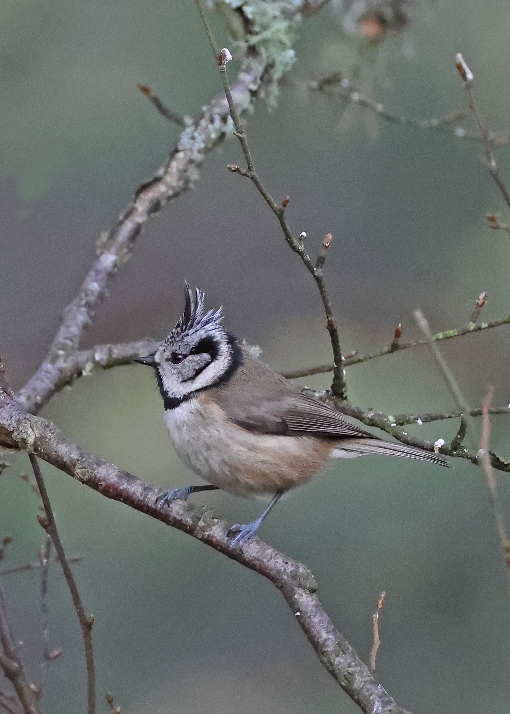 Crested Tit