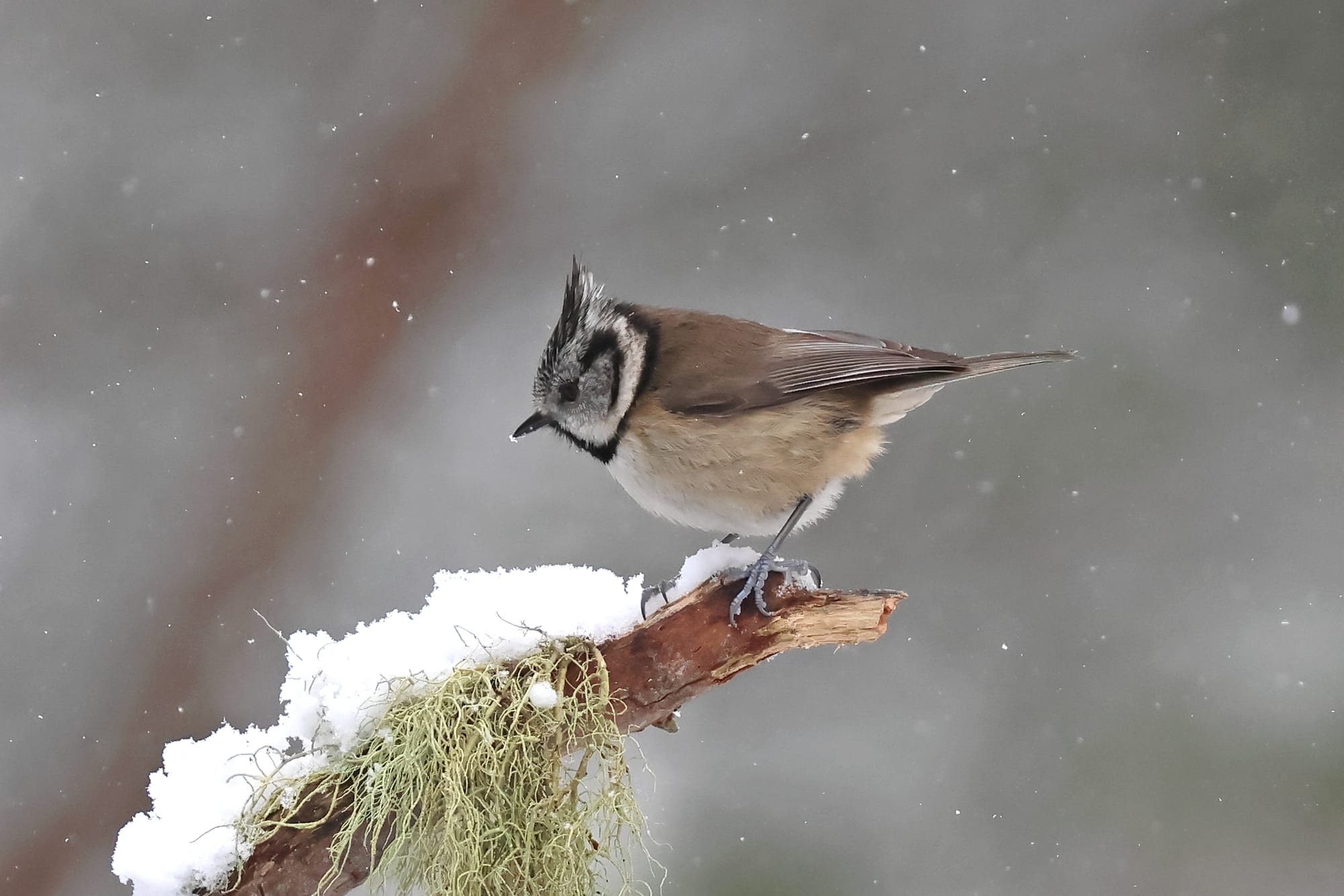 Crested Tit