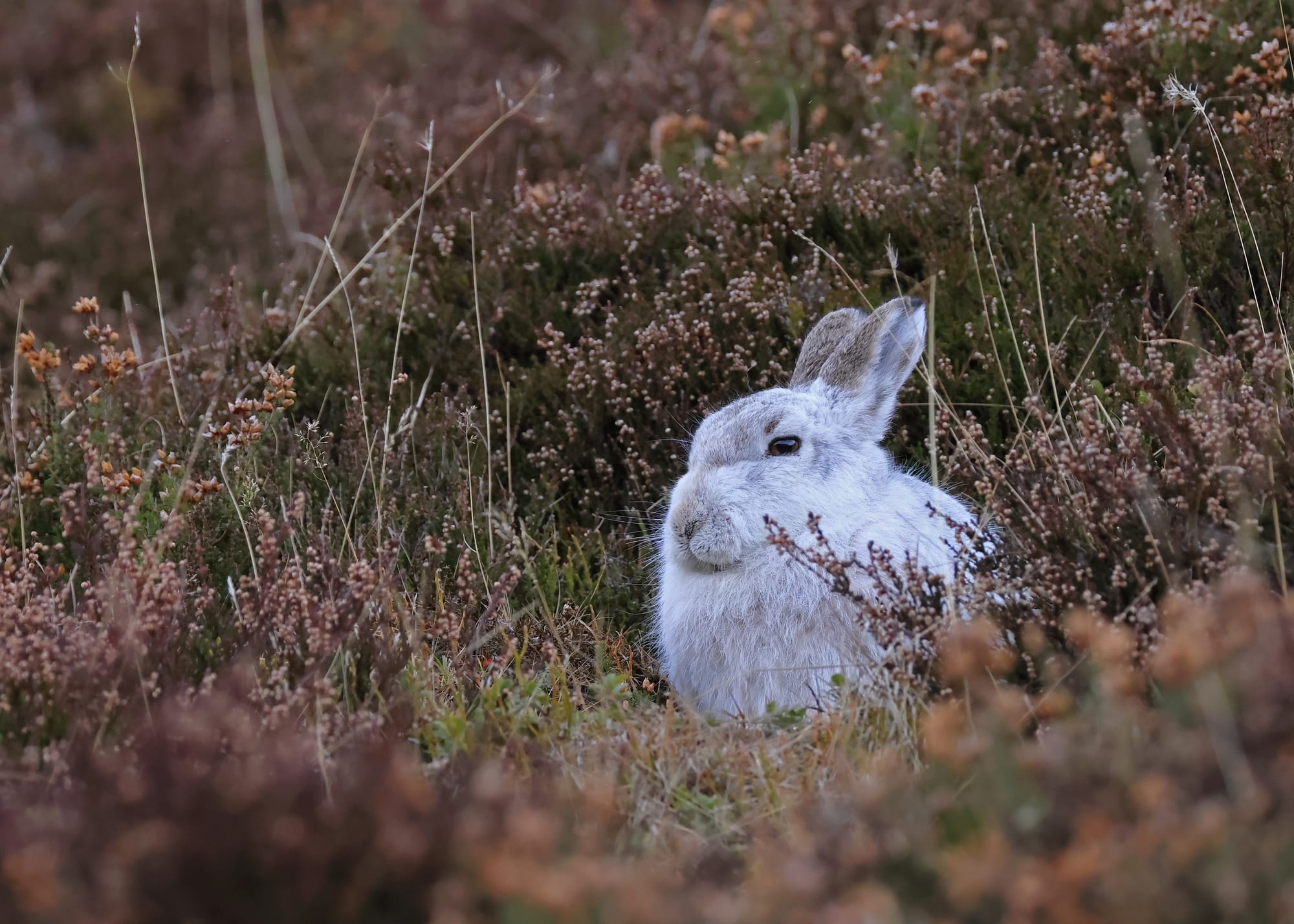Mountain Hare