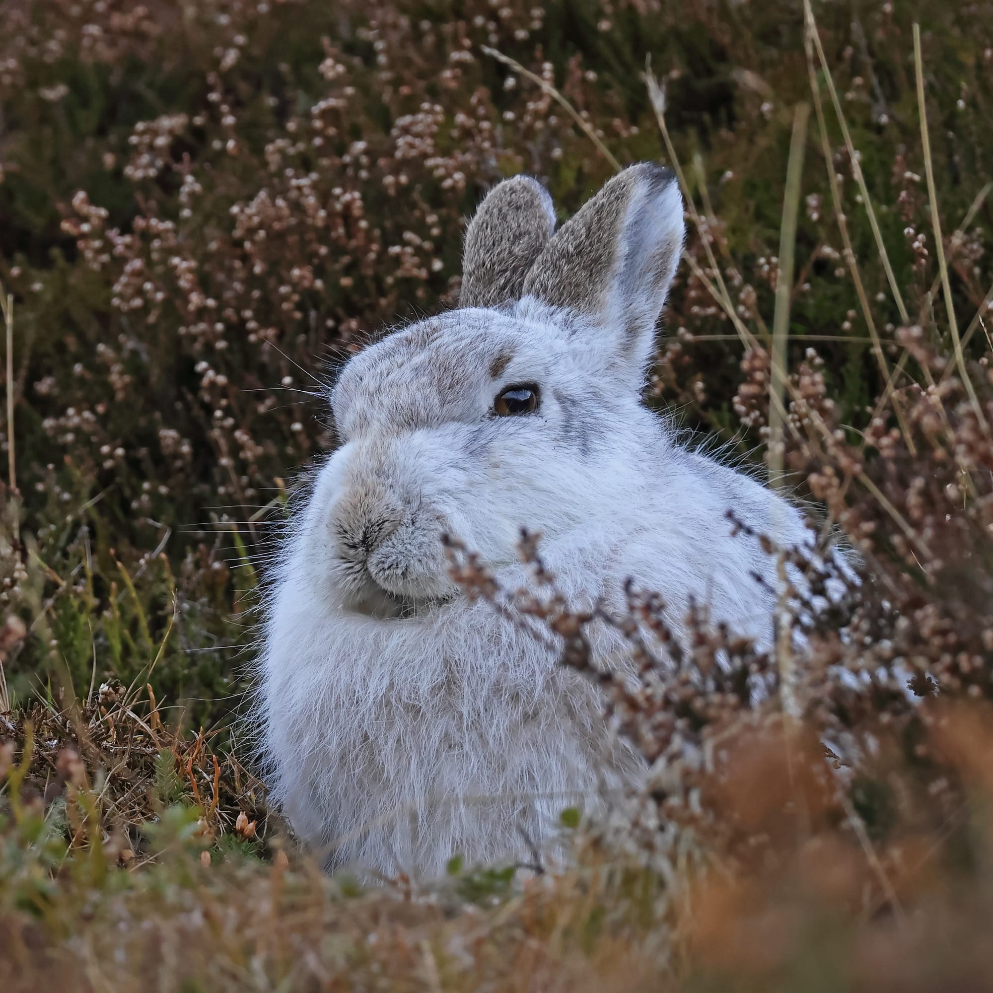Mountain Hare