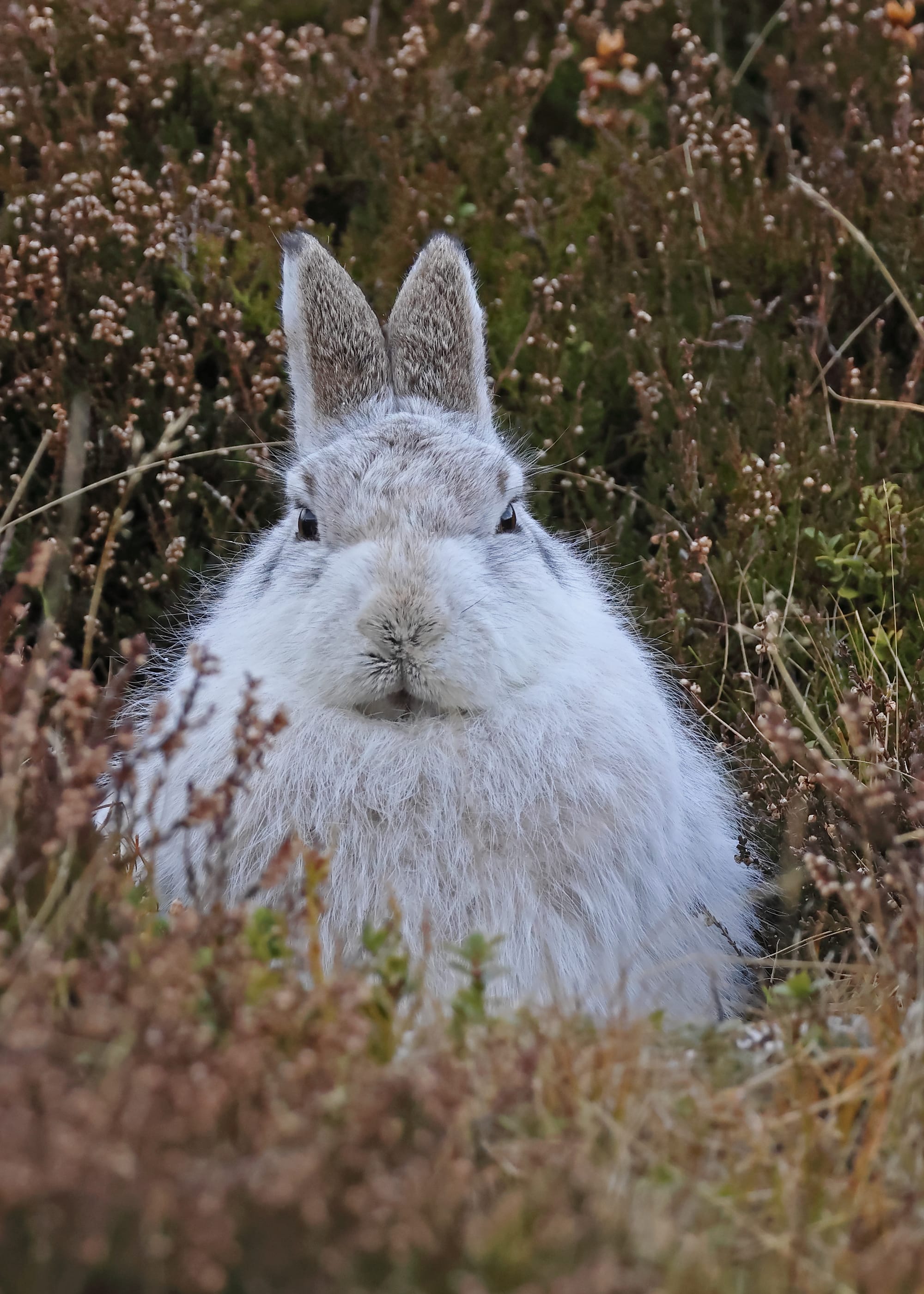 Mountain Hare