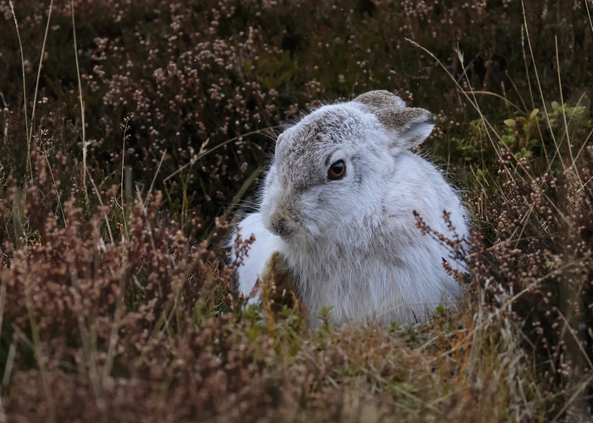 Mountain Hare