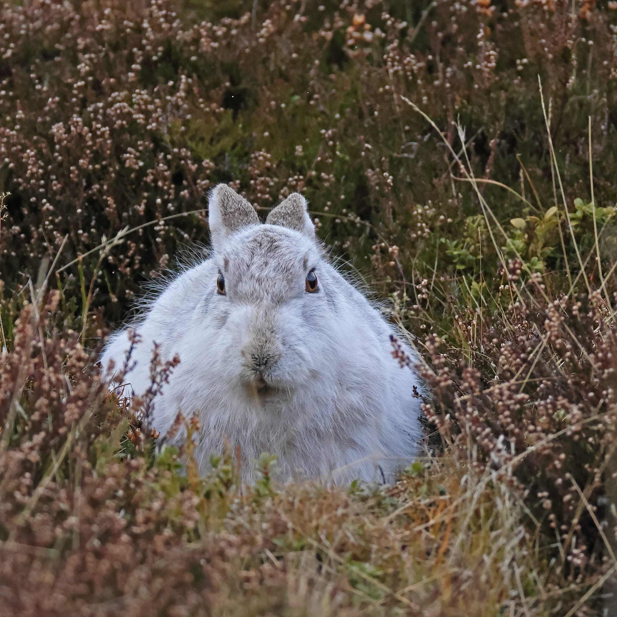Mountain Hare