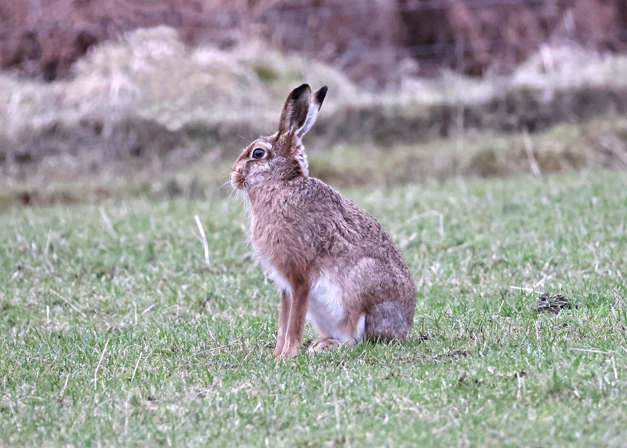 Brown Hare