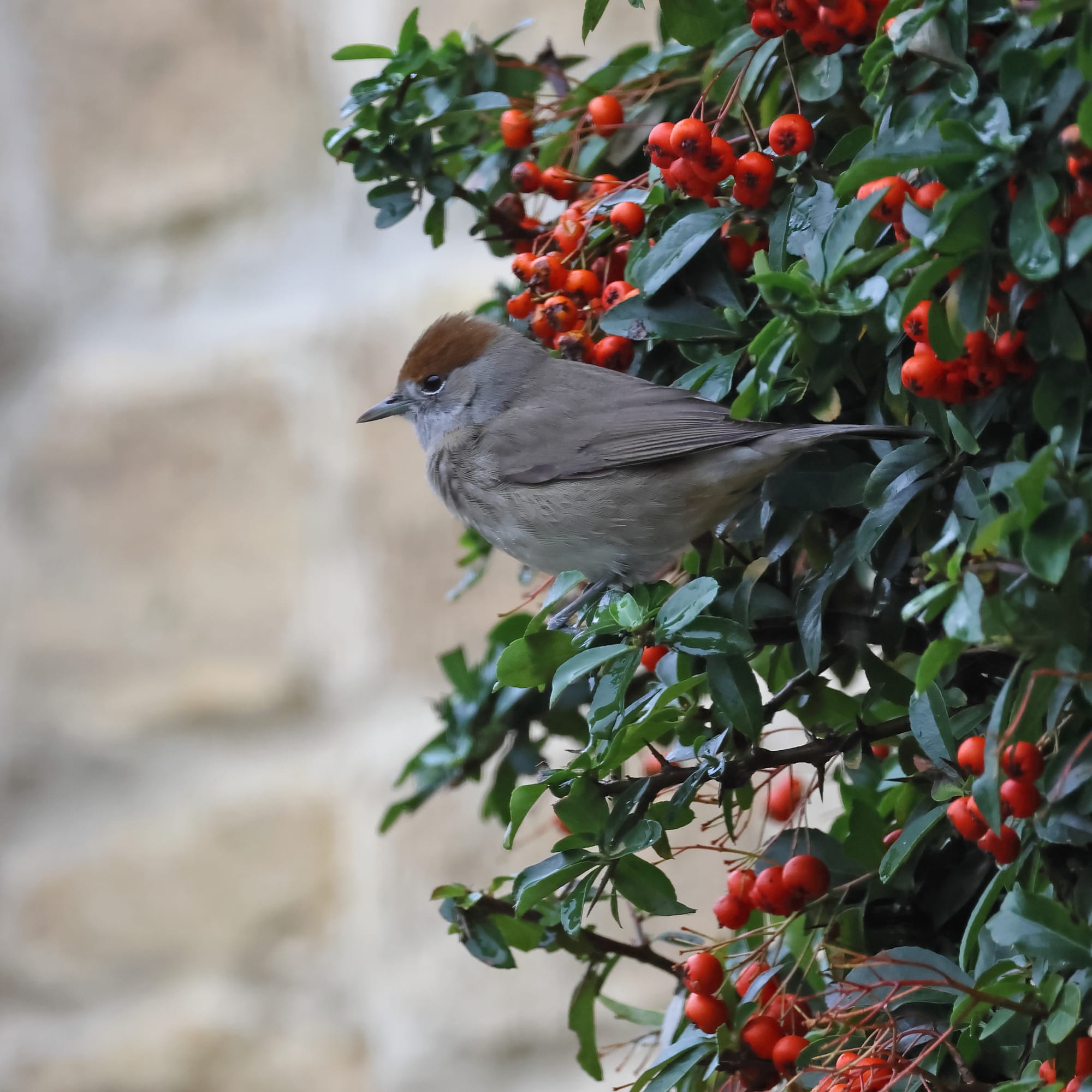 Blackcap