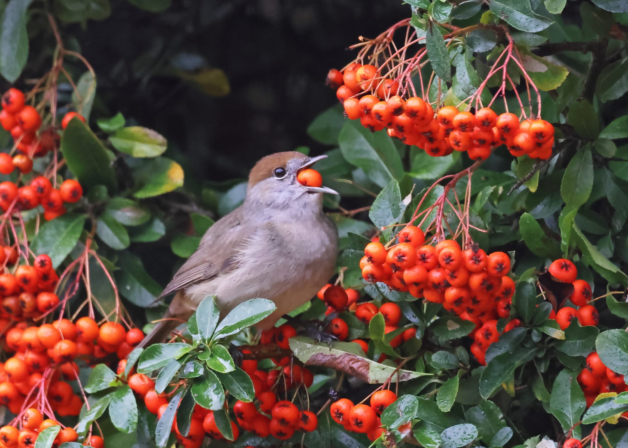 Blackcap
