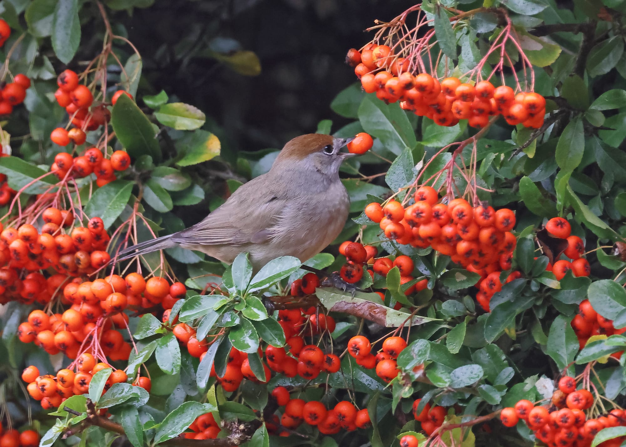 Blackcap