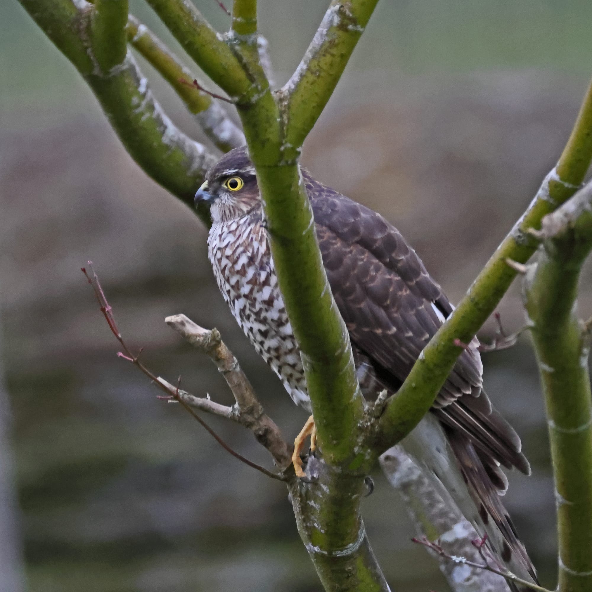 Sparrowhawk