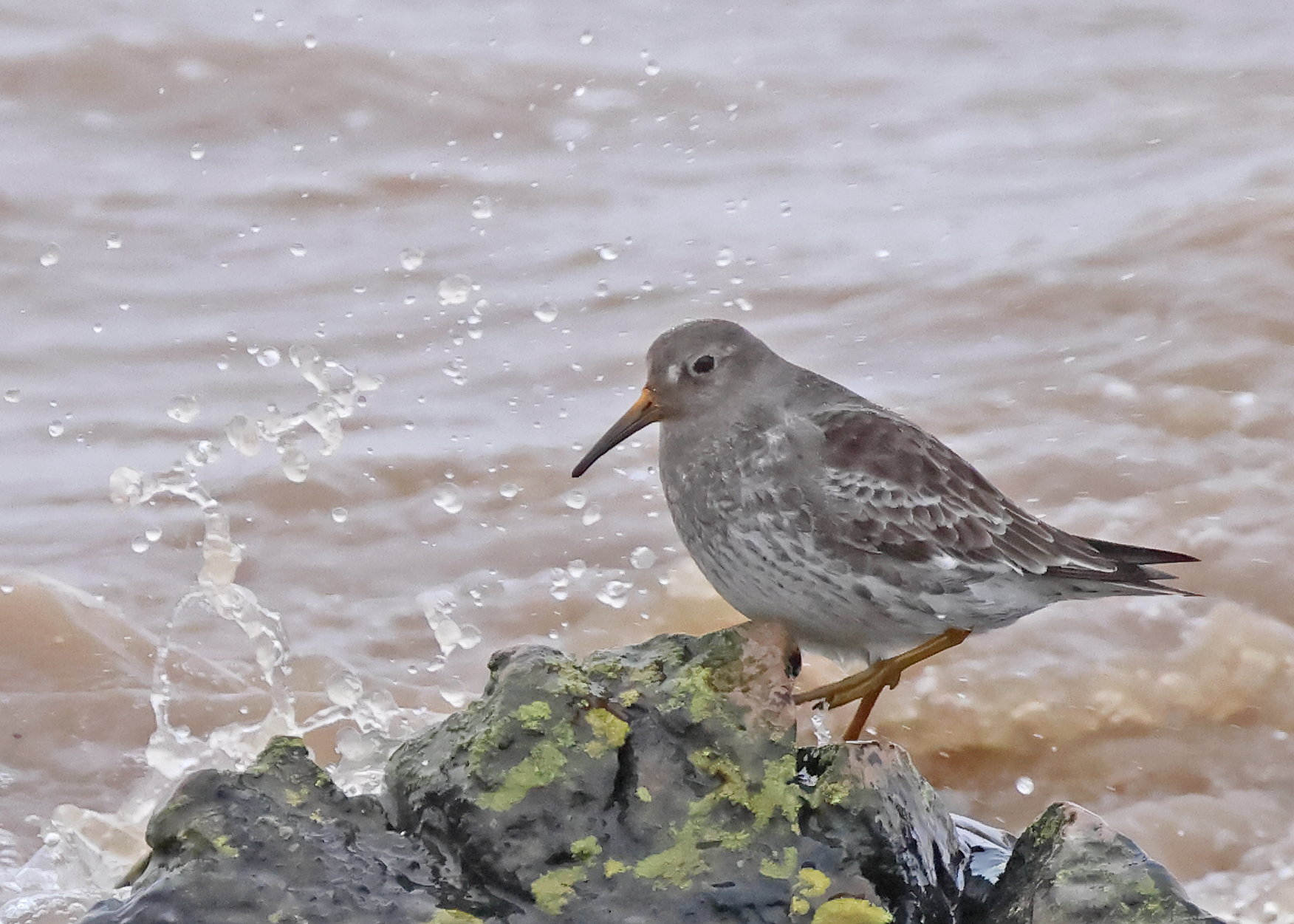 Purple Sandpiper
