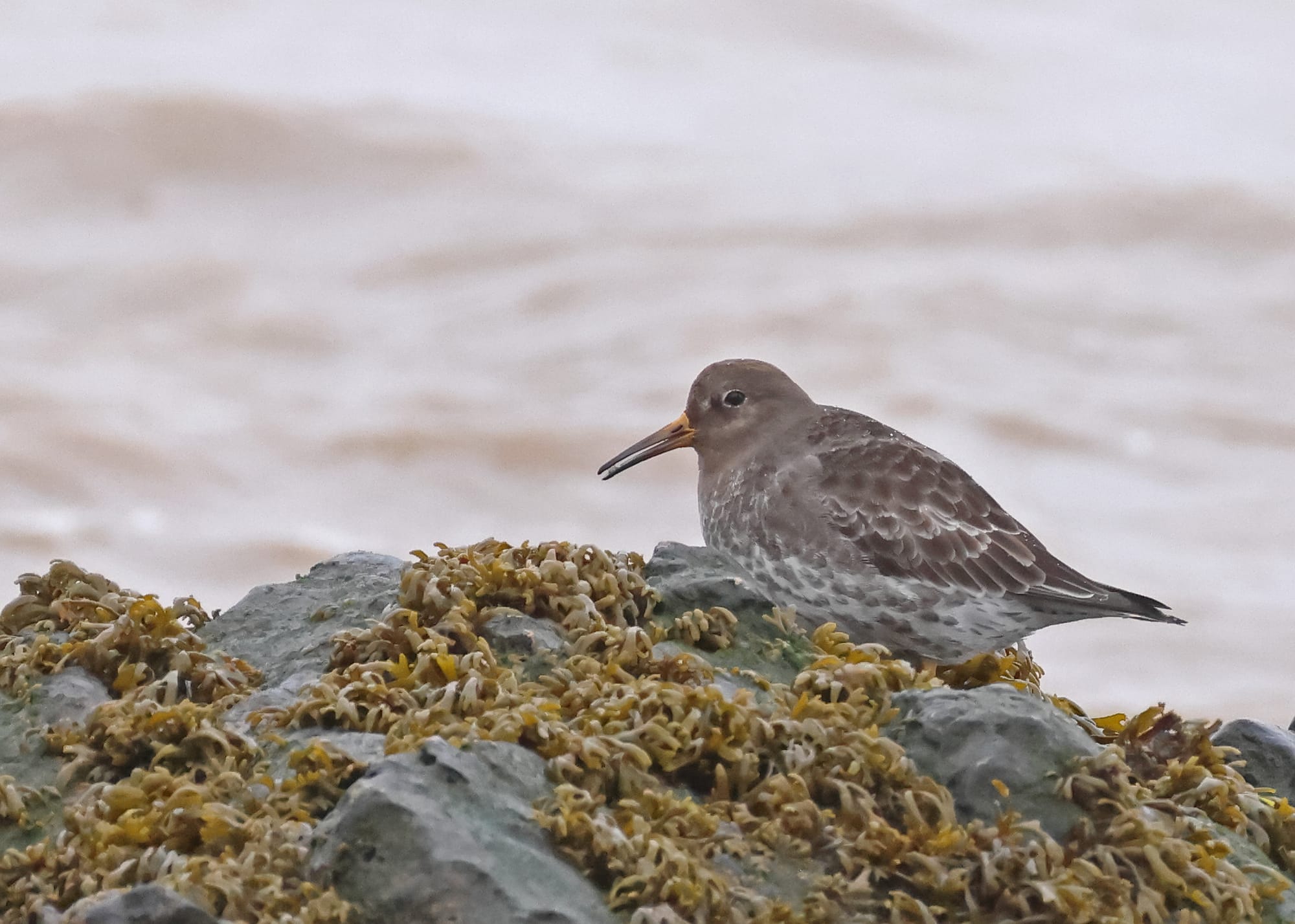 Purple Sandpiper