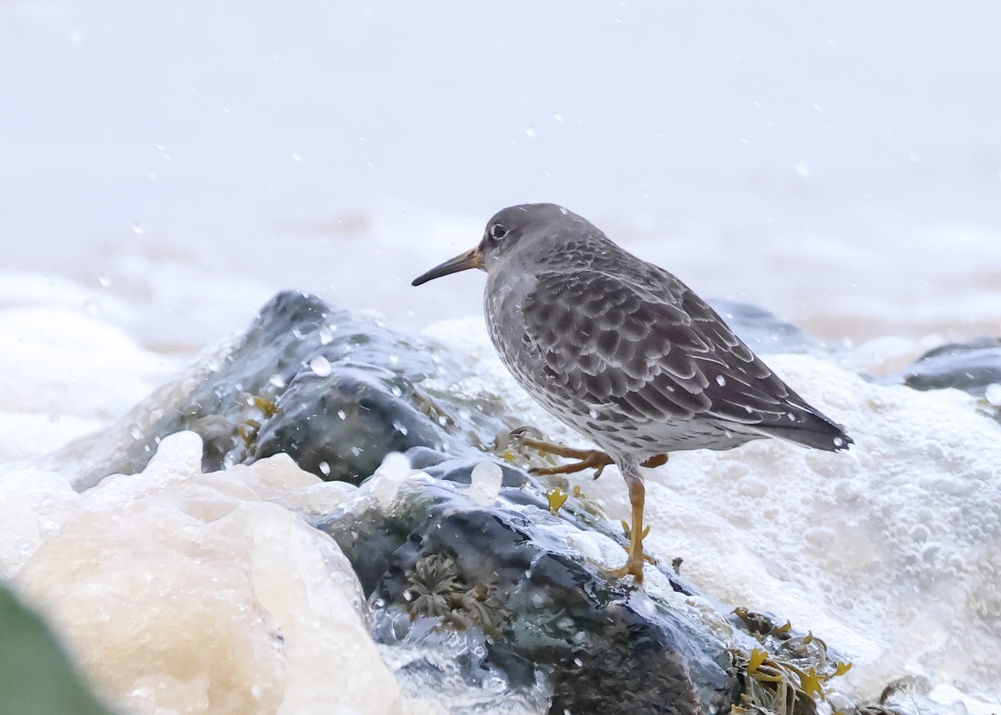 Purple Sandpiper
