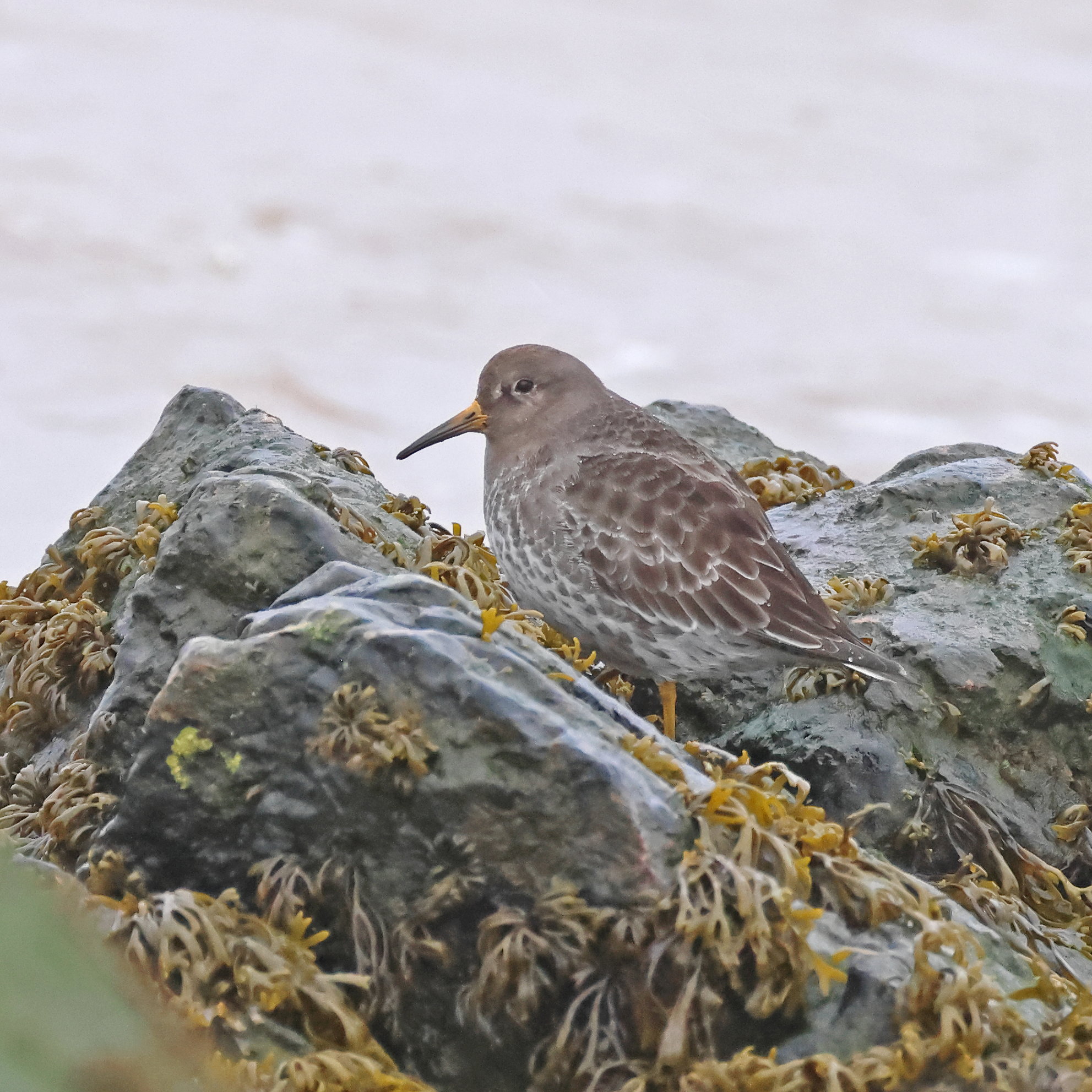 Purple Sandpiper